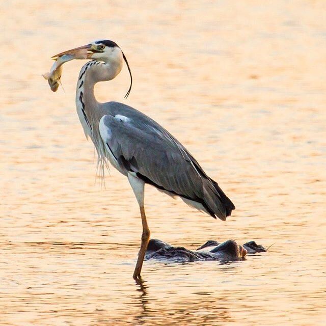 Heron Hippo Surfing
To my mind one of the most intriguing and interesting things you can see when observing the natural world going about it&rsquo;s business is how different species interact with each other. Take herons for example. They ride the ba