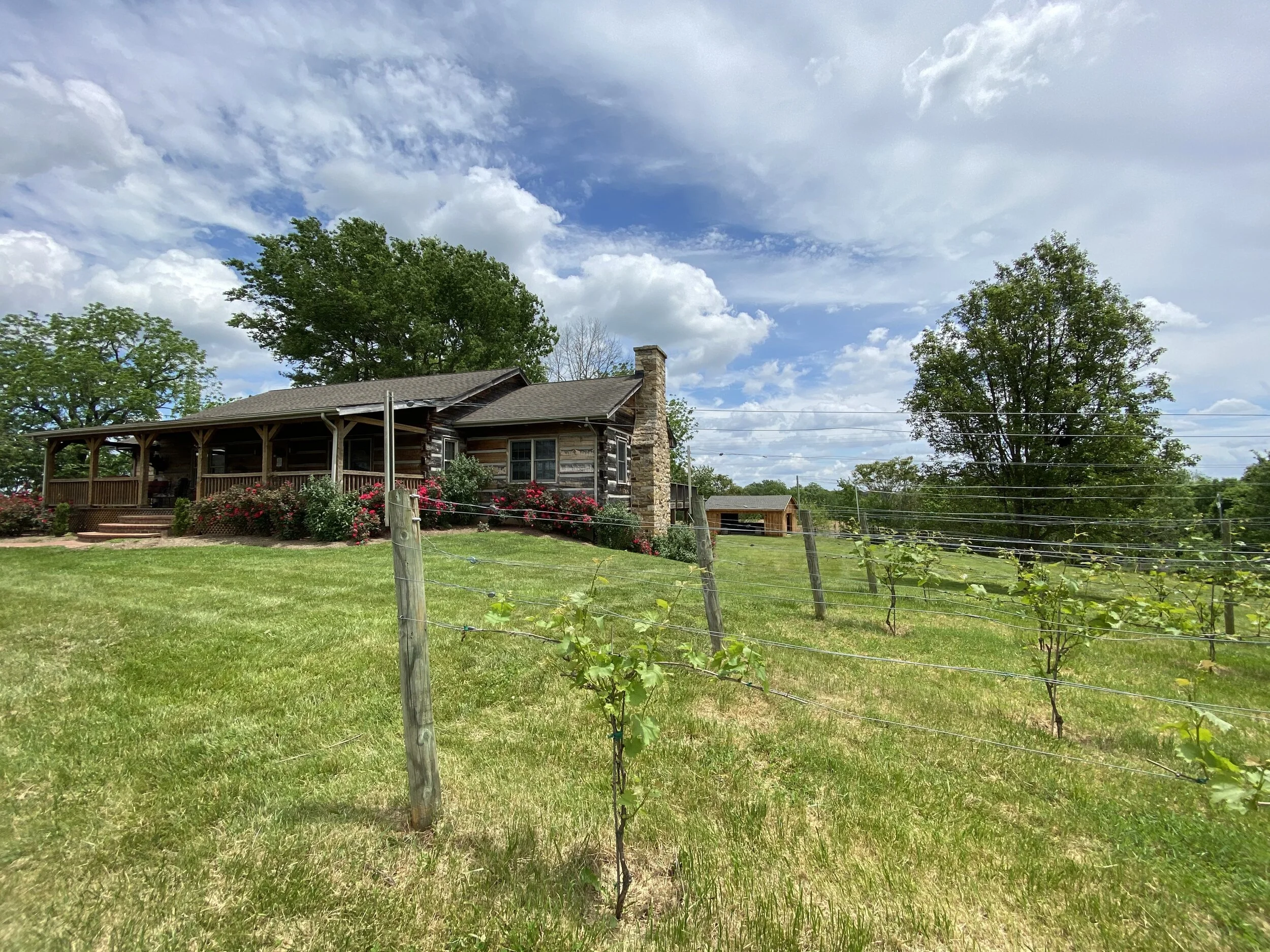 A rustic house with a wooden porch and stacked stone chimney sits on a well-kept lawn surrounded by blooming bushes. In the foreground, a small vineyard with young grapevines is supported by wooden posts and wires. The sky is partly cloudy with large, fluffy clouds and patches of blue, framed by tall trees.