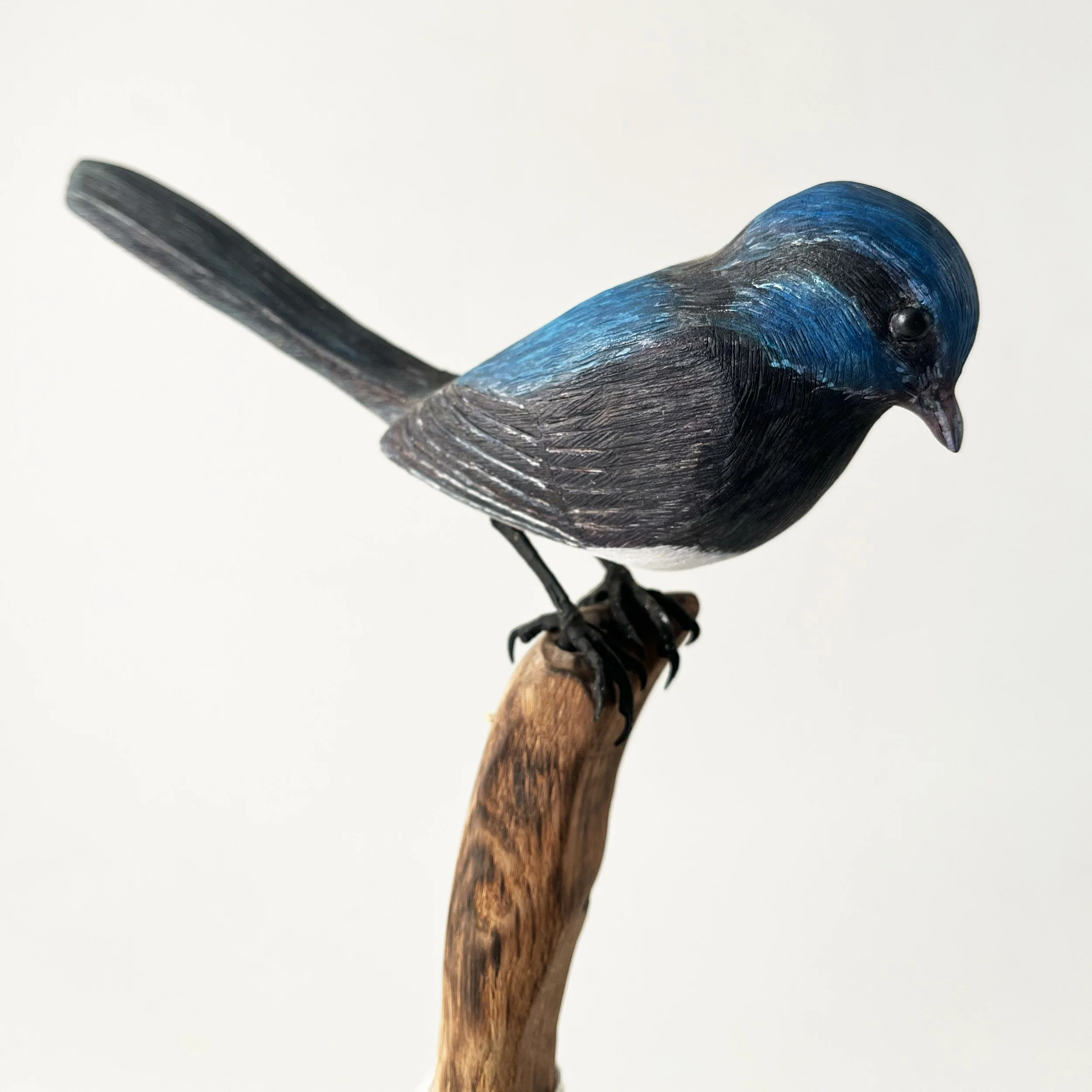 fairy-wren-lime-oak.jpg
