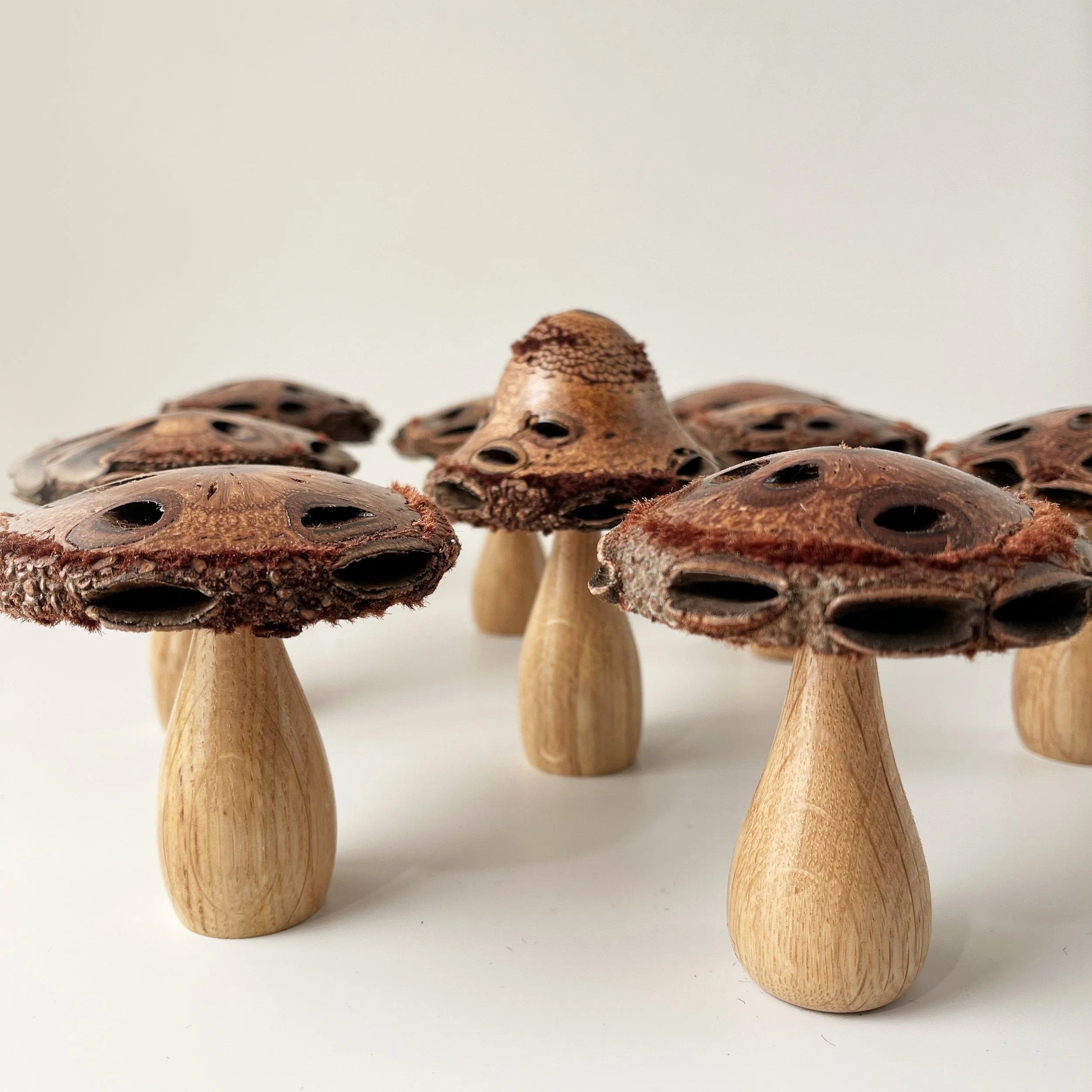 banksia-oak-mushrooms.jpg