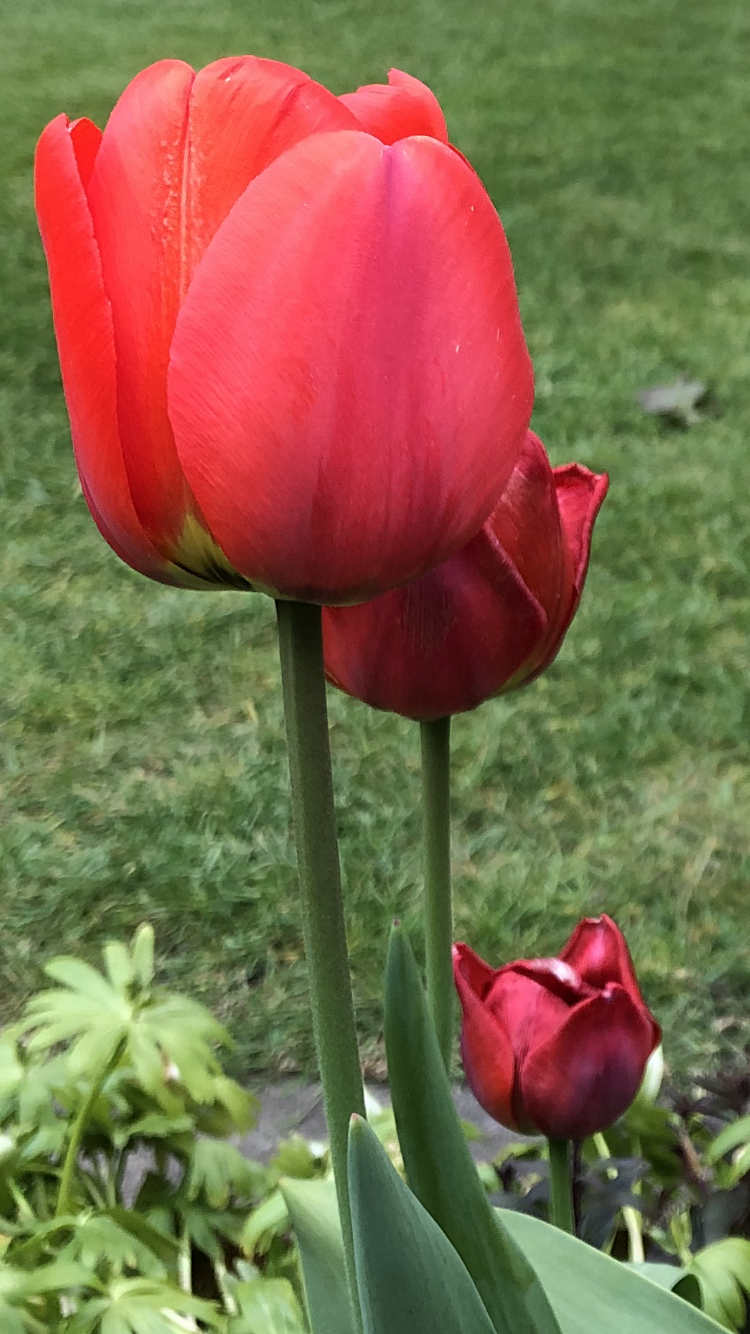 Tulips (2).PNG