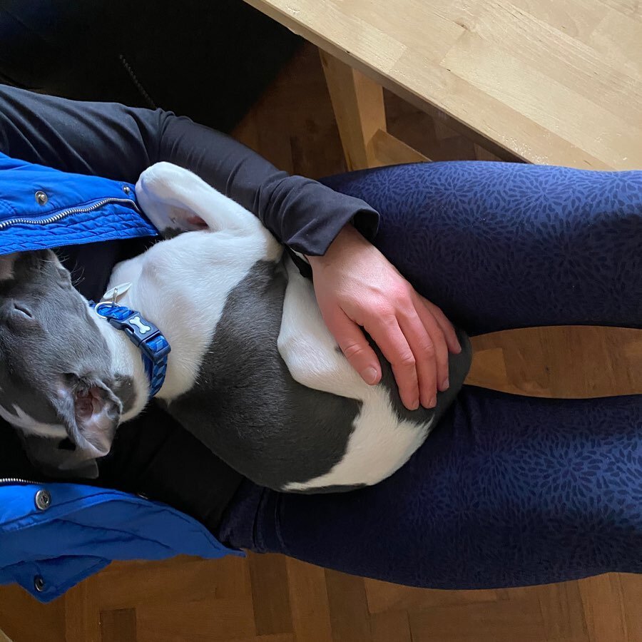 After long running around this morning our TF pooch is very tired!
Not for long! 🤦&zwj;♀️

#whippet #bluewhippet #personaltraining #surreyfitness #guildford #woking #surrey #fitness #fitnessmotivation#pilates