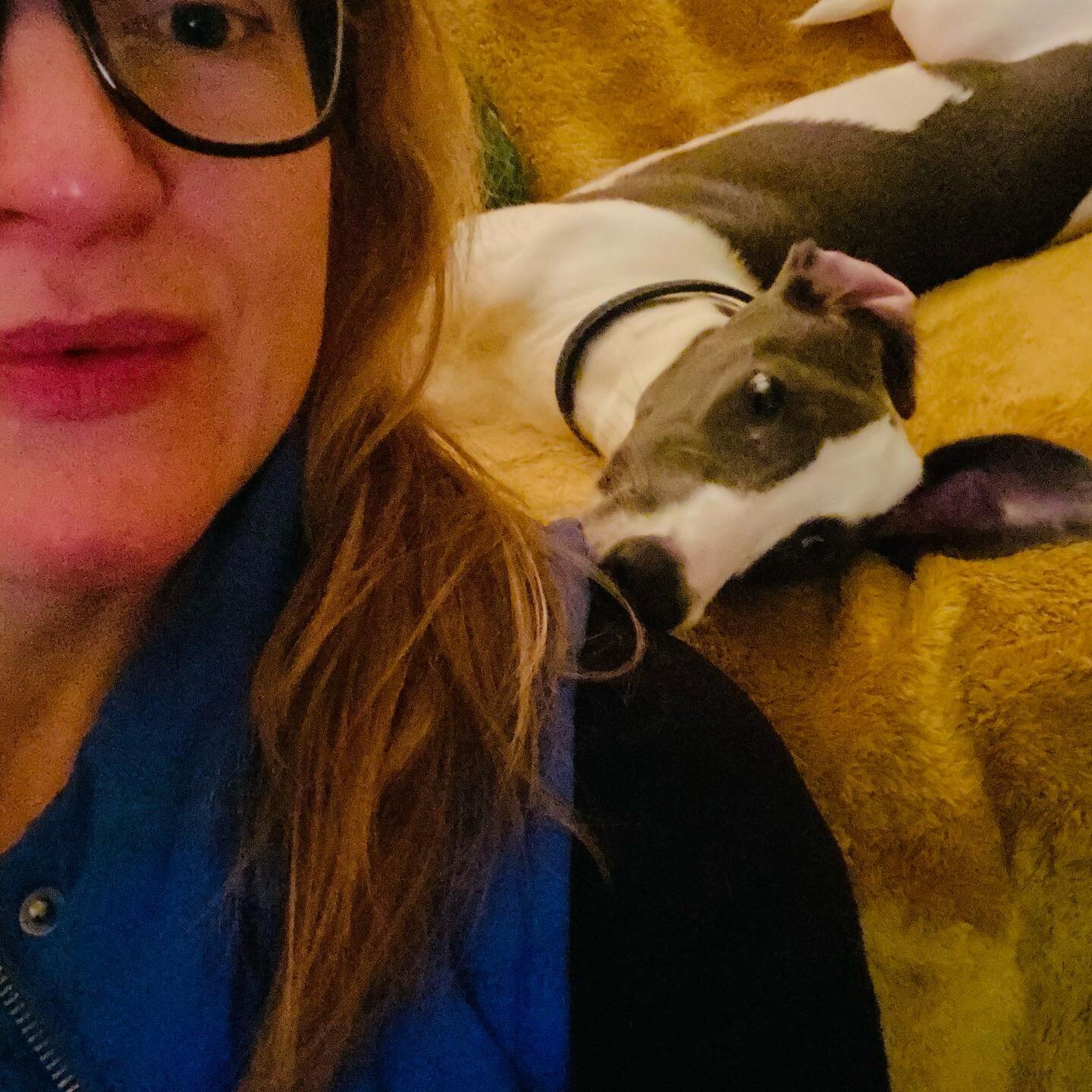 WFH... could not be better...
You get your assistance and support at any time 🤦&zwj;♀️

#onlinecoaching #onlitraining #personaltrainer #wfh #whippet #whippetlove #mentalhealth #wellbeing #fitnessjourney #fitnessmotivation #fitness