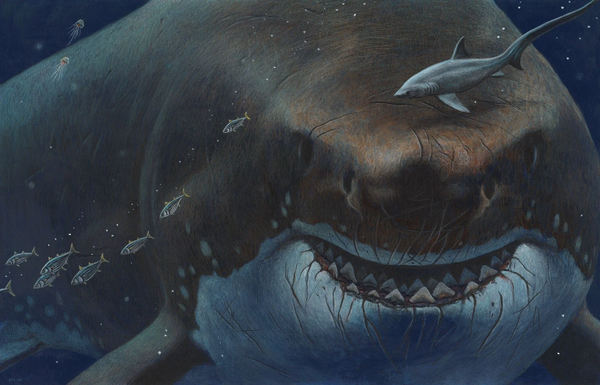 an illustration of a large gray shark 
