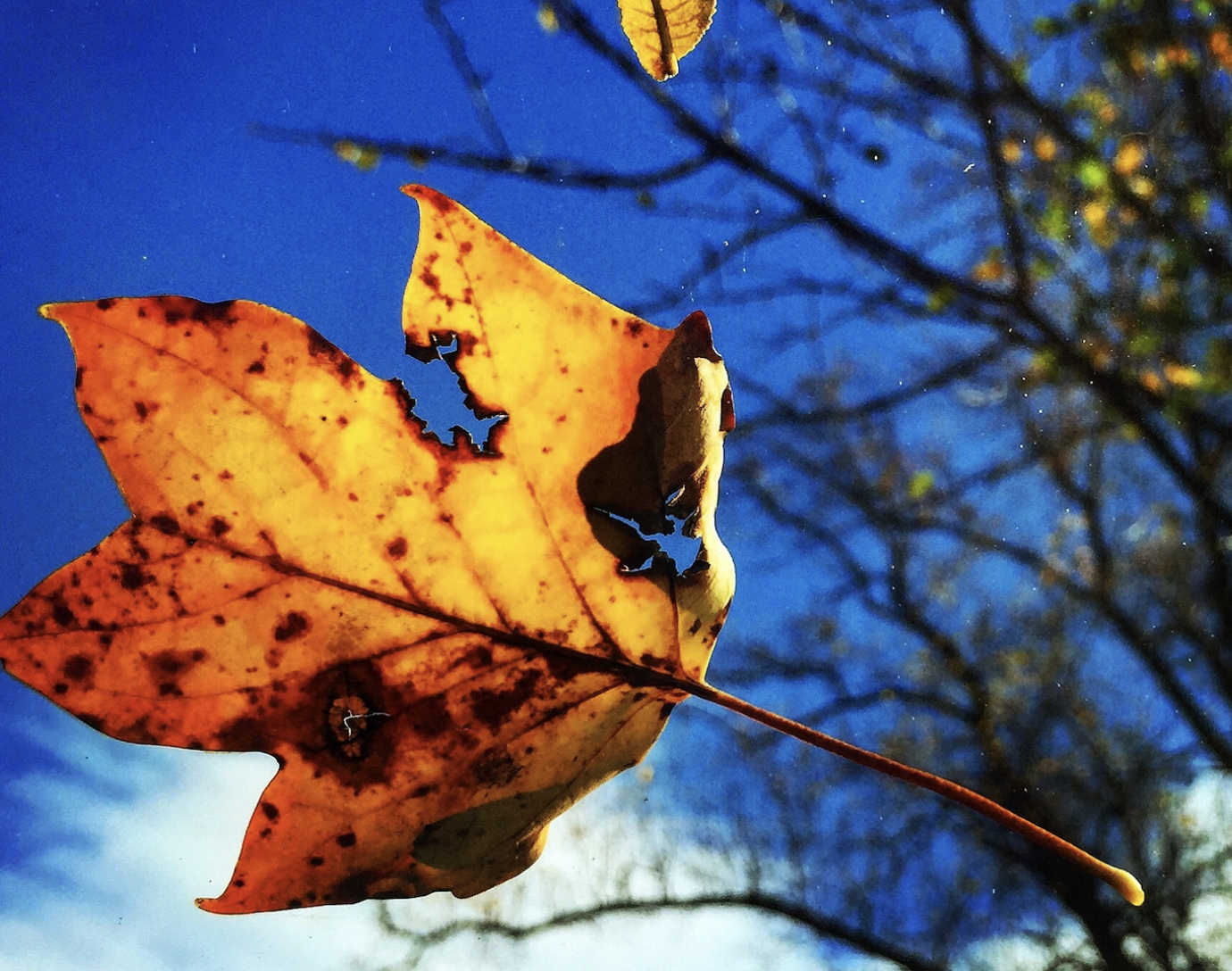a yellow and orange leaf against the background of a blue sky