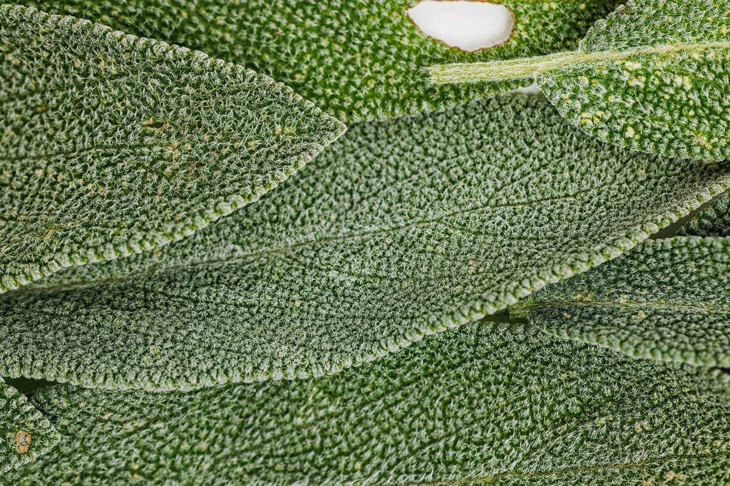 Close-up of multiple fresh sage leaves