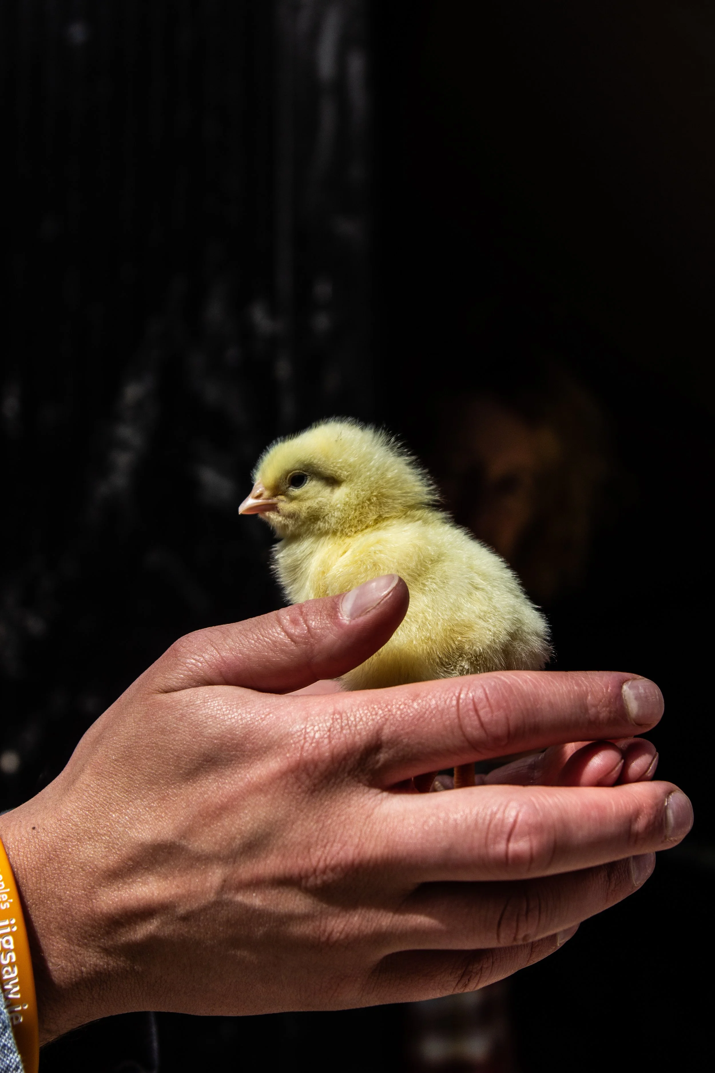 TW-AnthonyholdingBabyChick.jpg