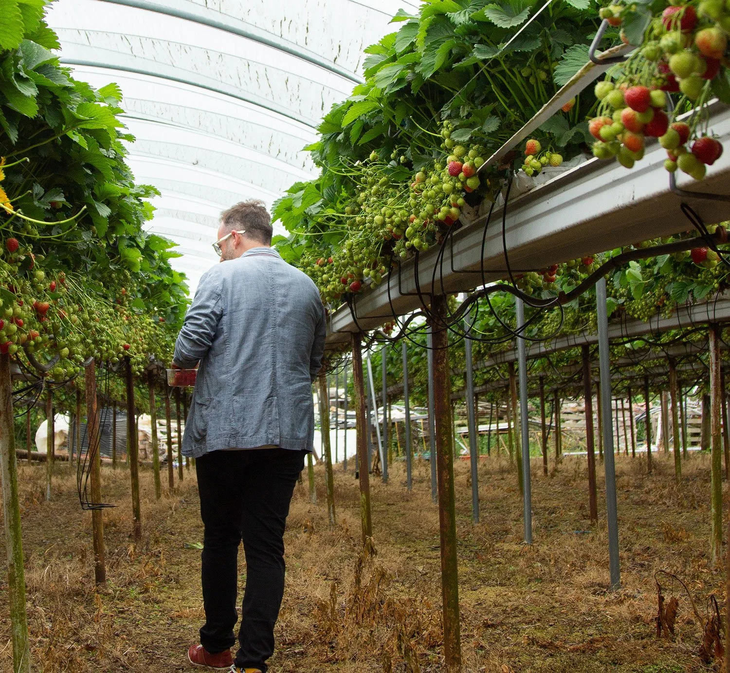 TW-AnthonyPickingStrawberries.jpg