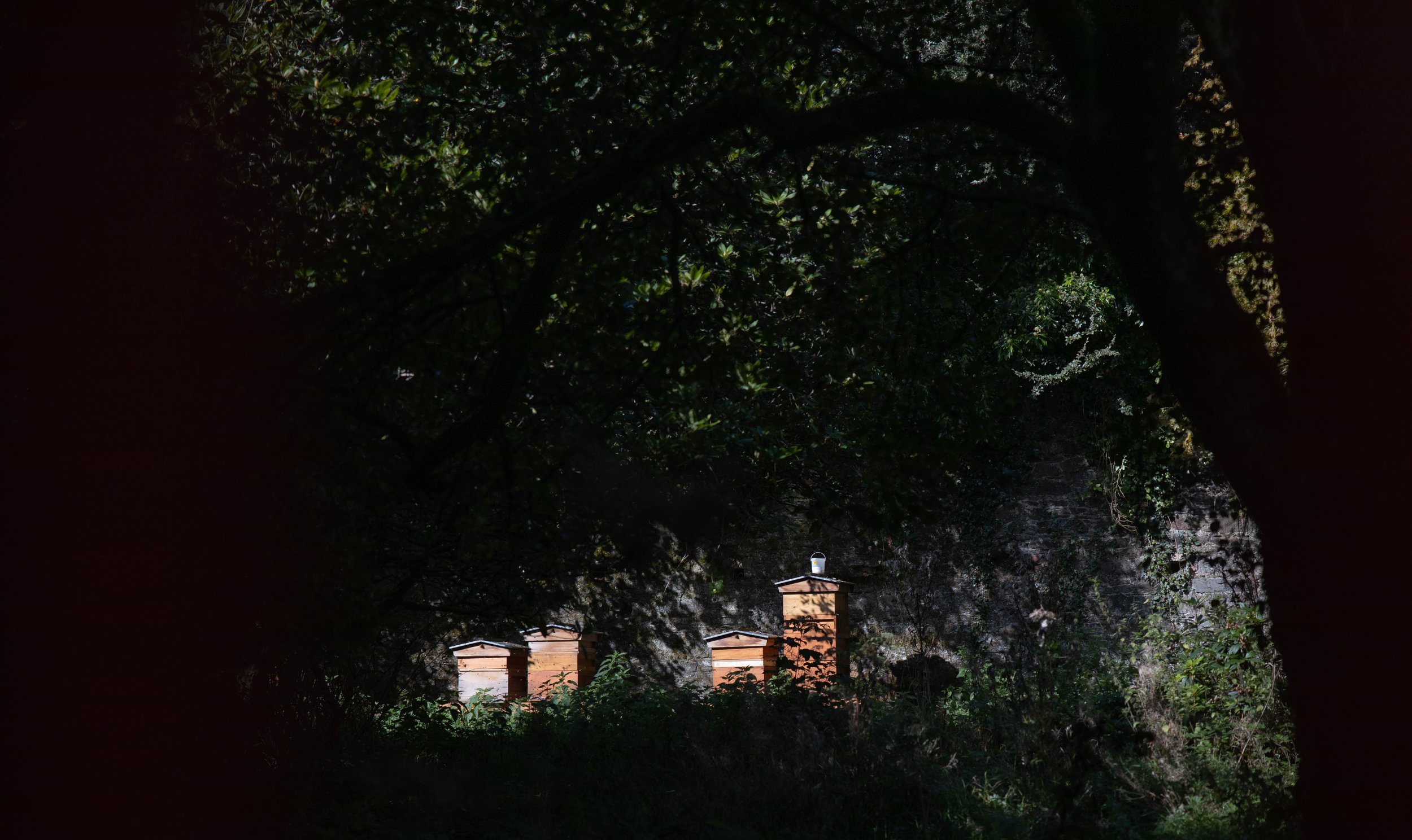 Beehives at Johnstown Castle