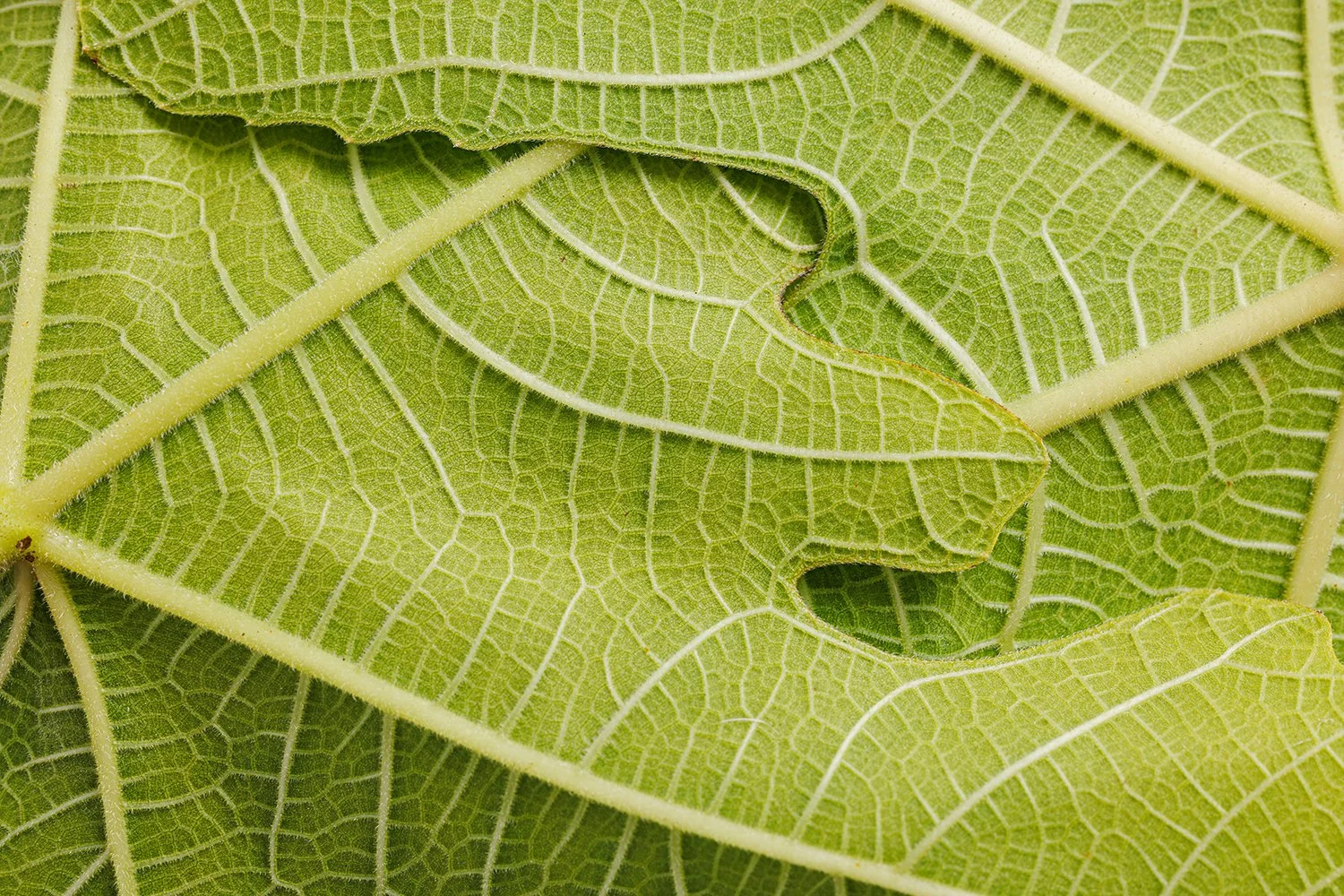 Close-up view of fig leaves