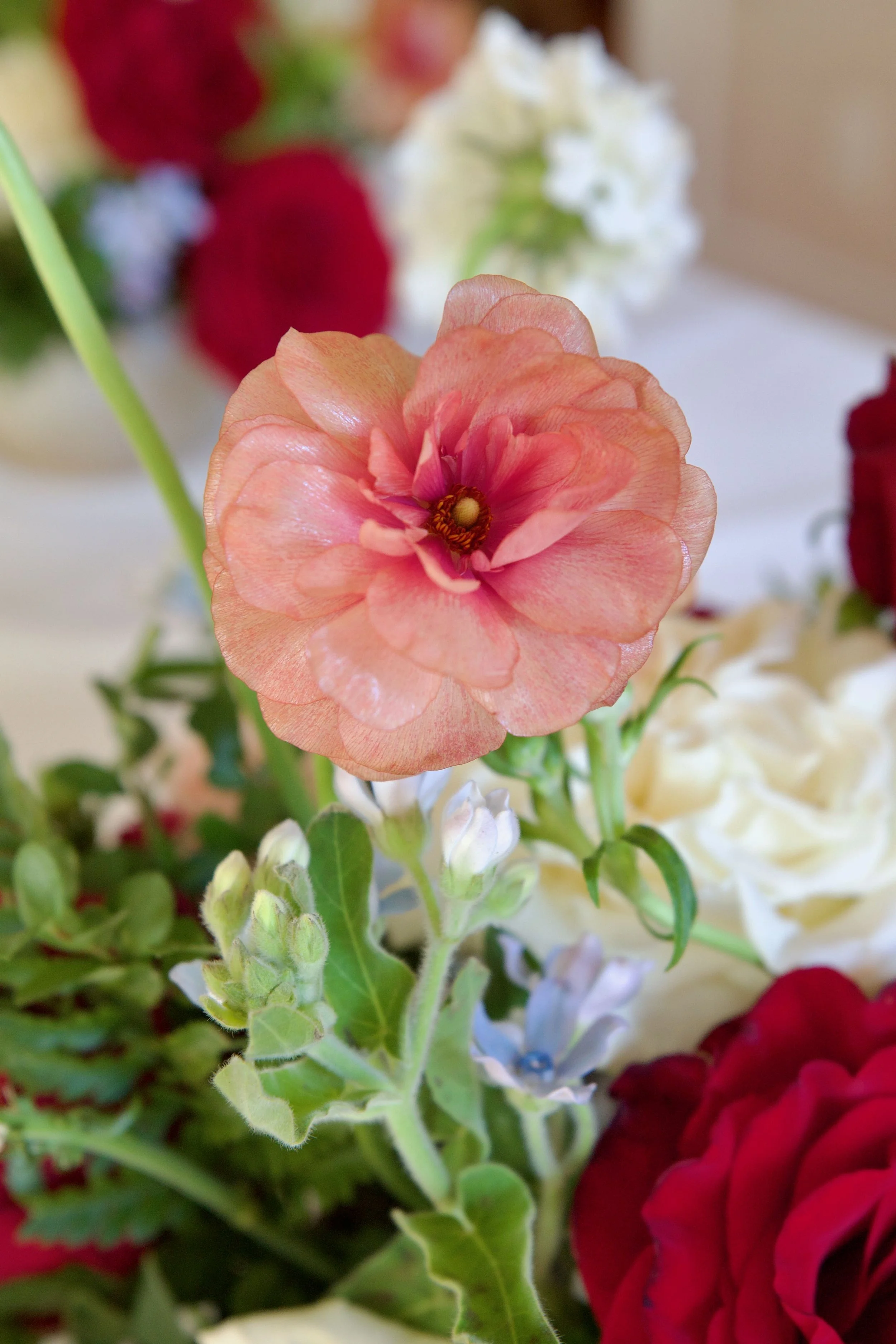 Close-up of a peach-colored flower surrounded by red, white, and purple flowers and green foliage.