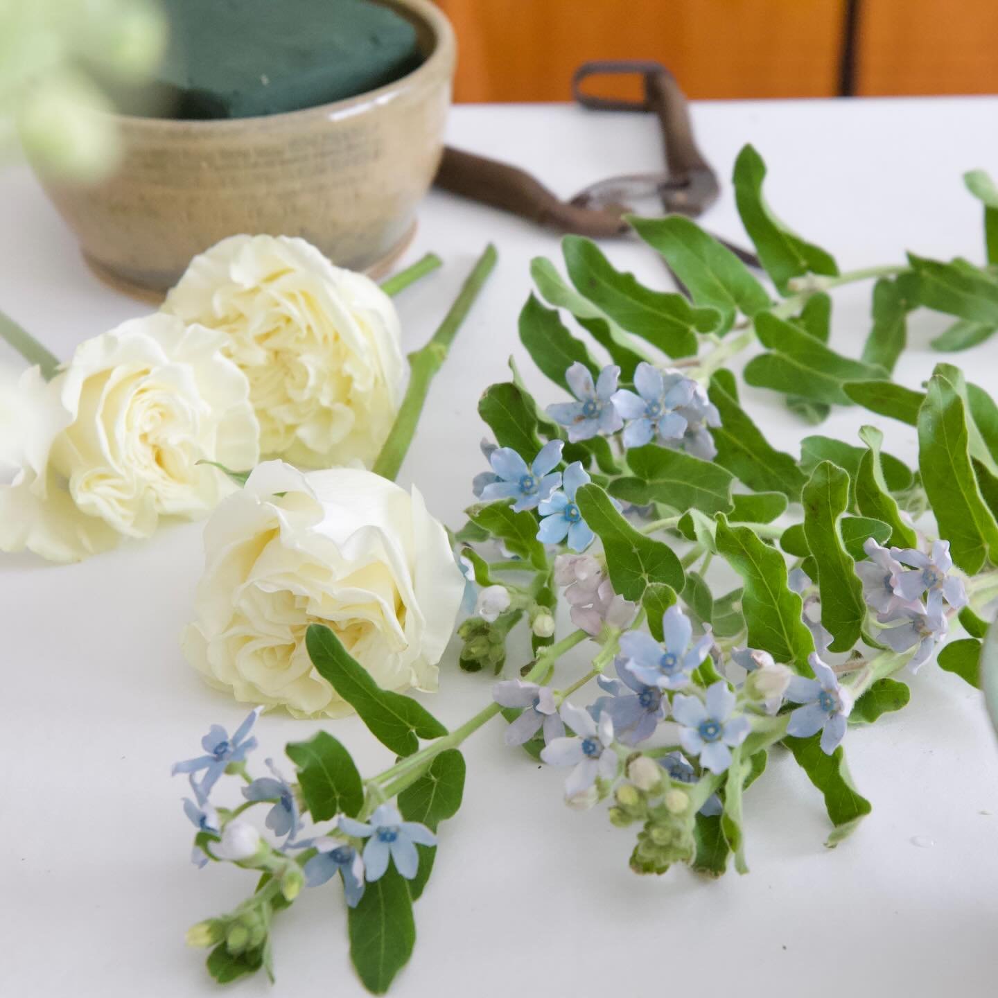 💙 Flower Spotlight: Blue Tweedia 💙

Soft, airy, and that perfect shade of sky blue &mdash; Blue Tweedia is one of our forever favorites at Klara&rsquo;s Bloom Haus ✨

🌼 Fun facts:
&bull; Also called Oxypetalum, tweedia is often nicknamed the &ldqu