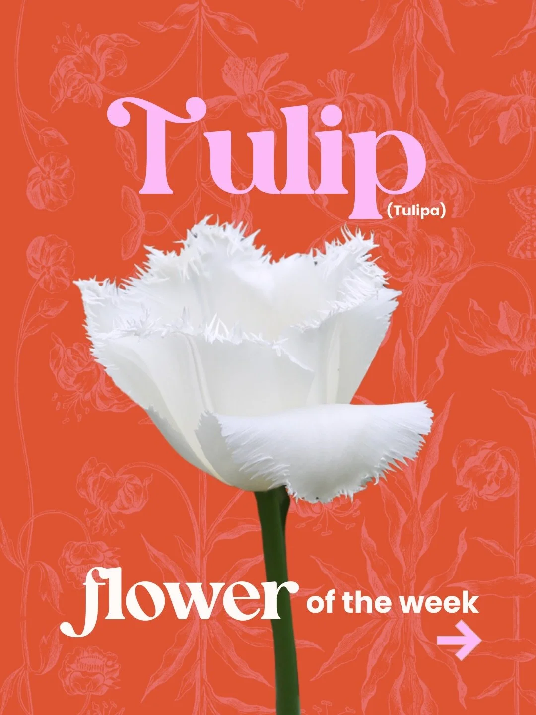Introducing a new series at Klara&rsquo;s Bloom Haus: Flower of the Week! 💐

Each week we&rsquo;ll spotlight a different bloom - sharing a few fun facts and simple care tips.

First up: 🌷Tulips

Elegant, minimal, and unmistakably spring, tulips are