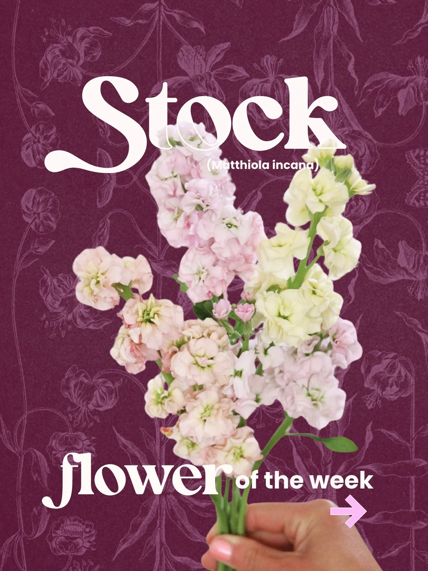 Flower of the week: Stock 🌸
Stock flowers are known for their soft petals &mdash; a favorite in romantic garden-style arrangements.

I love stock because it adds height, texture, and natural fragrance to bouquets. 💐 

Stock is a staple bloom in the