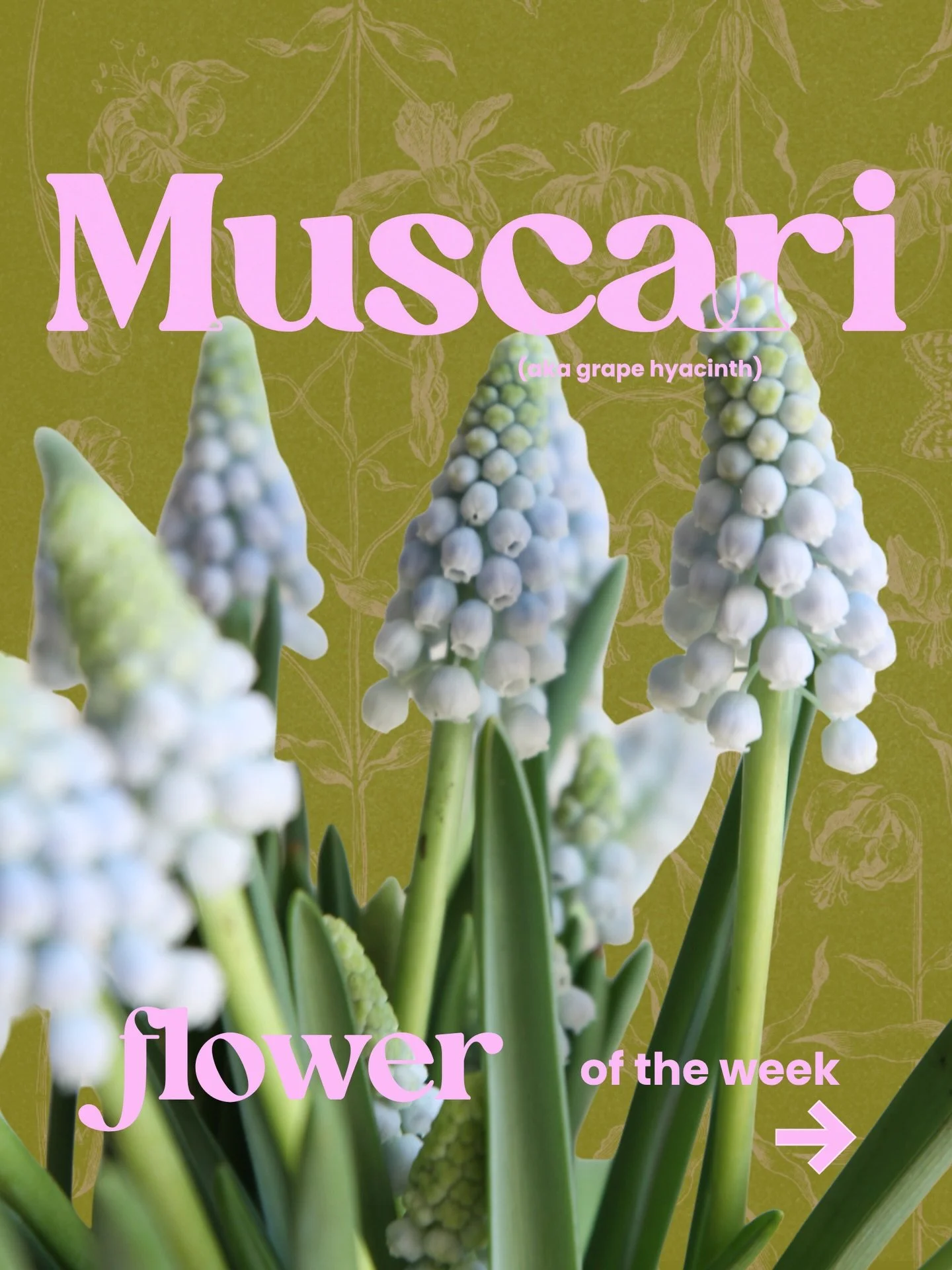 Spring starts to feel real when these show up 🩵
Our flower of the week is Muscari, or Grape Hyacinths 

They&rsquo;re one of the first flowers to bloom each season- small, delicate, and full of texture.

They&rsquo;re popular in wedding wearables du