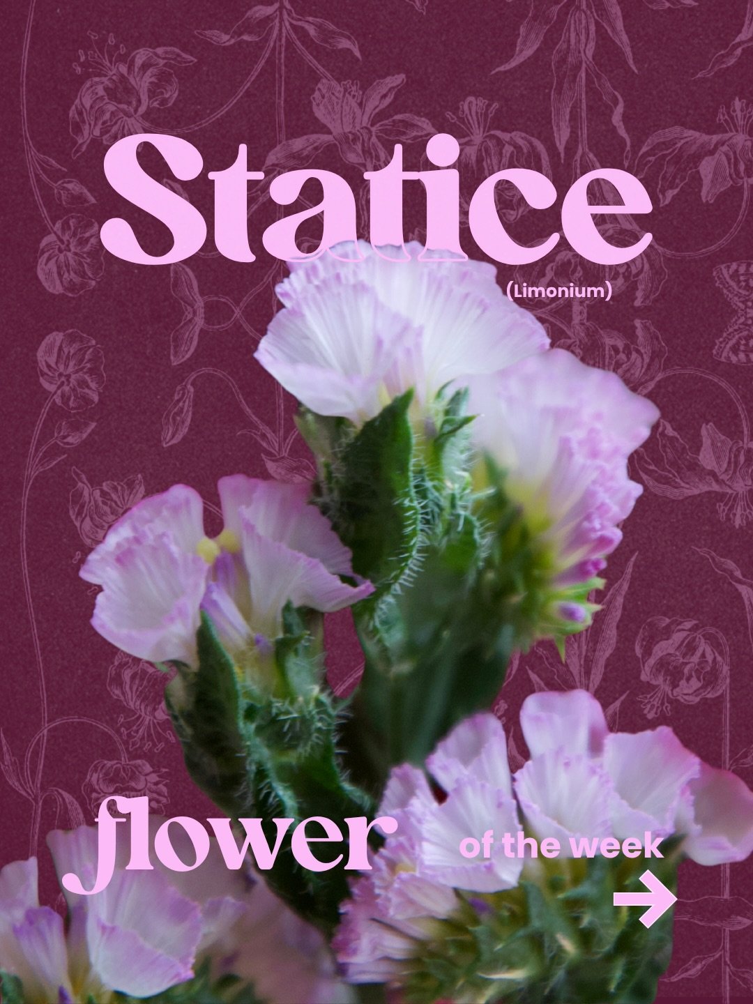 Flower of the Week: Statice

Not the main character&mdash;but the reason the whole arrangement feels complete.✨

.
.
.

Flower of the week, filler flowers, statice flower, flower facts, flower care