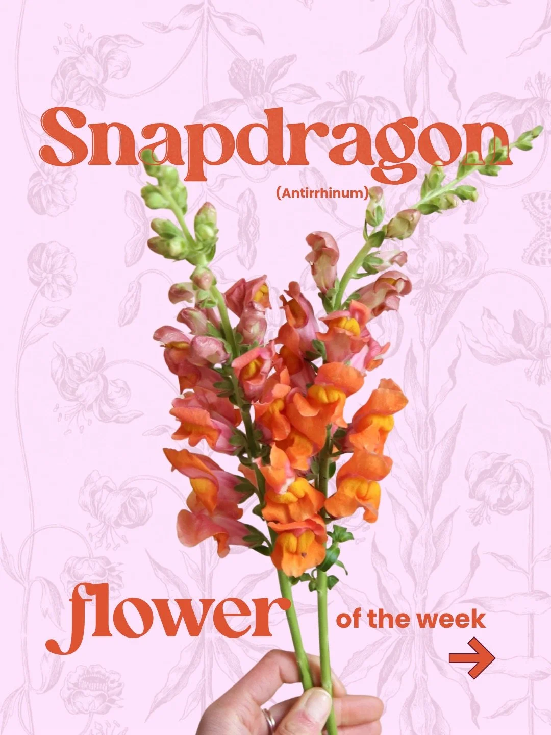 🌸 flower of the week: Snapdragon!

Snapdragons are one of those flowers that instantly make an arrangement feel alive &mdash; they bring a burst of vibrant color, height and movement.

They&rsquo;re also thirsty little gals, like check the water dai