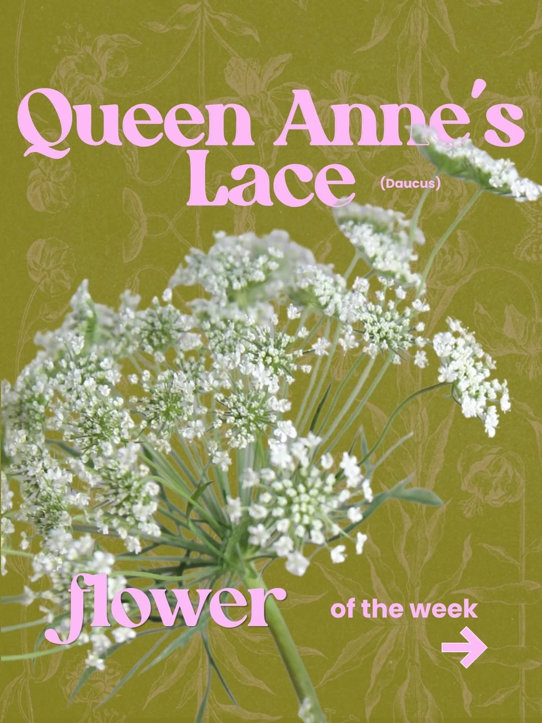 Queen Anne&rsquo;s Lace is our flower of the week!

We use it often on the flower cart for pop-ups and in our bouquets + arrangements. Its airiness adds the perfect delicate touch ☁️

It&rsquo;s also great for adding volume or to keep arrangements fr