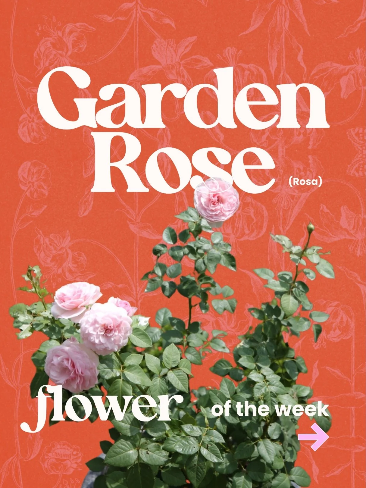 End of April in Michigan means one thing for rose lovers - it&rsquo;s pruning season! And this inspired my flower of the week, the garden rose.

Unlike standard roses, they&rsquo;re known for their full, cupped shape and layered petals- creating that