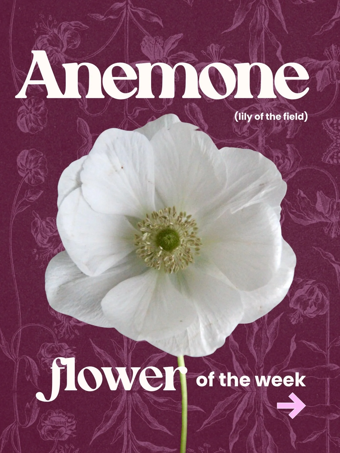 Our flower of the week is Anemone!

Many historians and botanists believe the &ldquo;lilies of the field&rdquo; mentioned in Matthew 6 were actually anemone growing throughout the region. Which is how they got their nickname. How cool is that!

Jesus