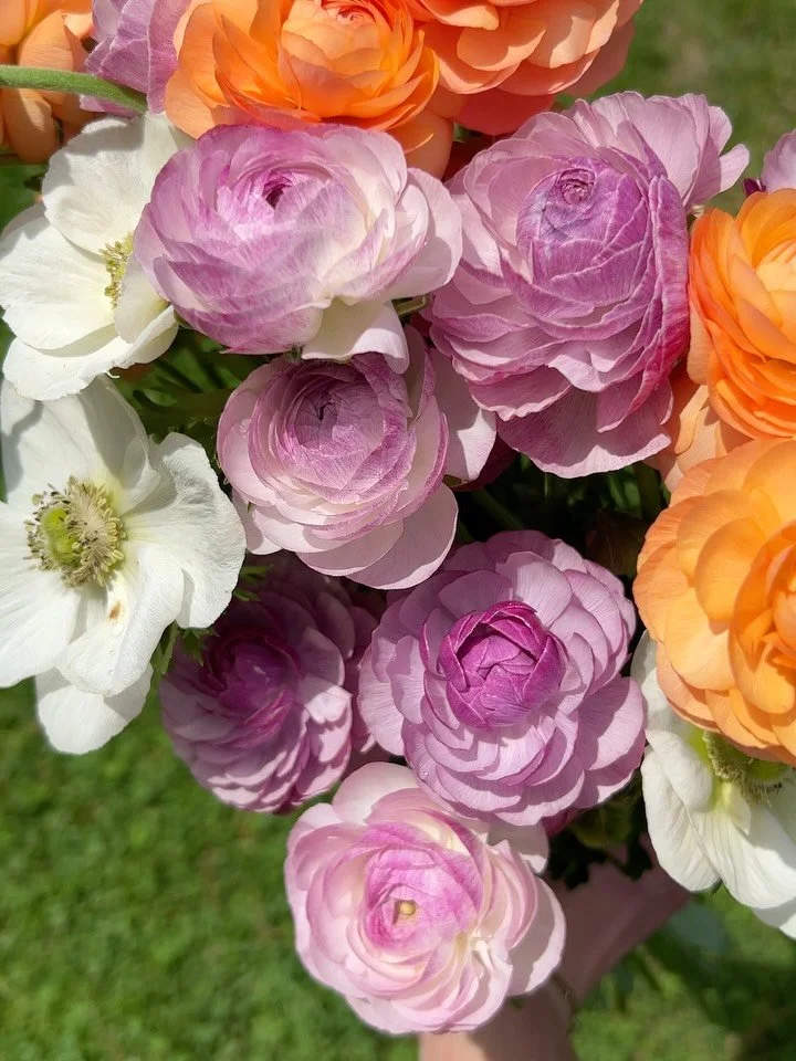 The wait is finally over. Ranunculus season is here 😍💐

My first harvest of the year featuring Ranunculus Lyallii, Picotee, and Romance with a few Albino Anemones tucked in. After months of planting, covering tunnels, watching the weather, and wait