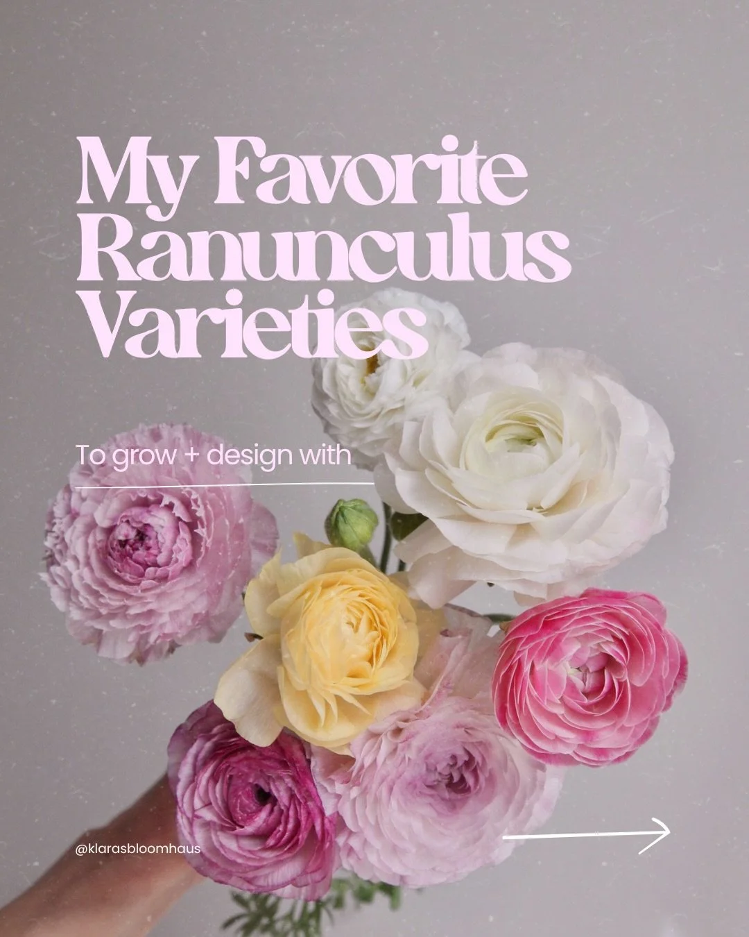 Nobody warns you that growing ranunculus turns into a full blown obsession. 😂🌸 

Over the last few days, I&rsquo;ve been working on identifying each flower and learning more about the variety. More to come on that 🤓

Swipe through to see a few var