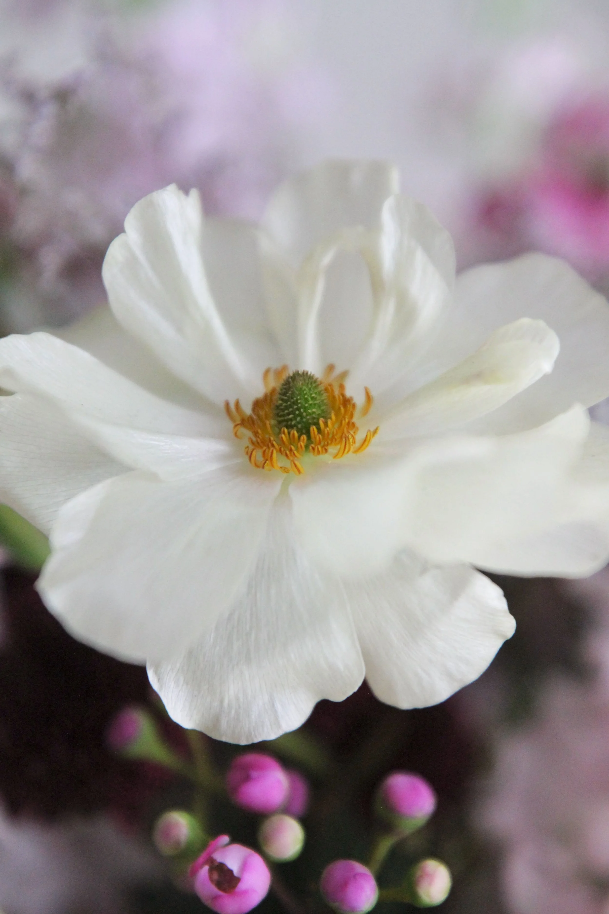 Close-up of a white flower with a green center and yellow-orange stamens, surrounded by small pink buds.