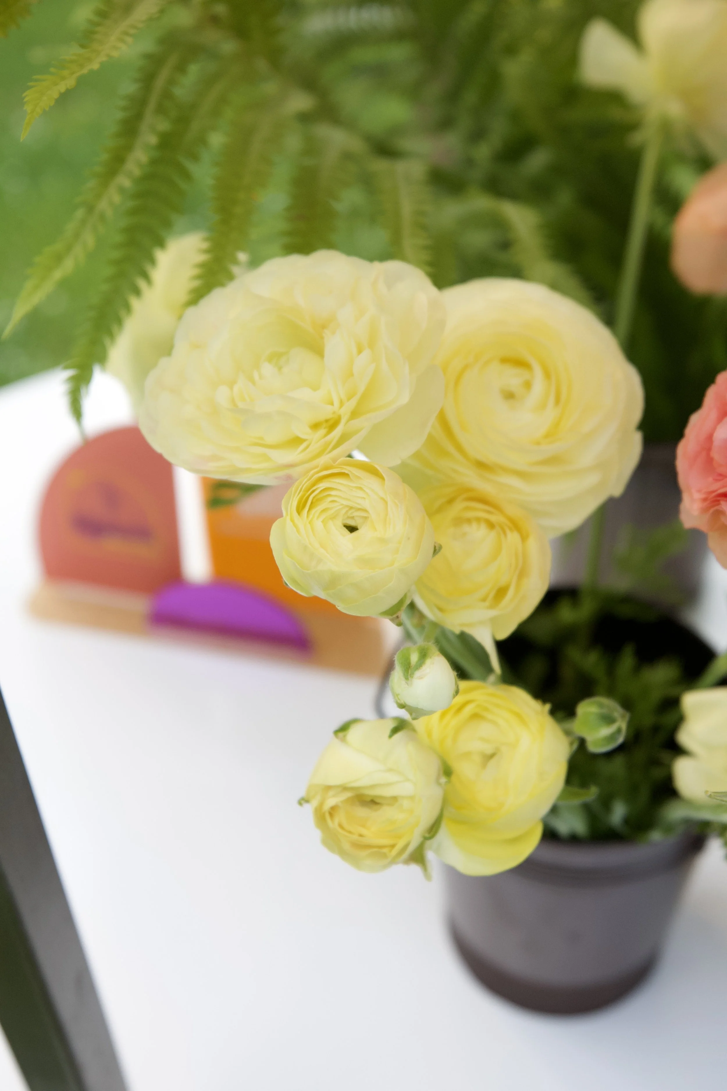 Yellow ranunculus flowers in a black pot, with green fern leaves in the background.