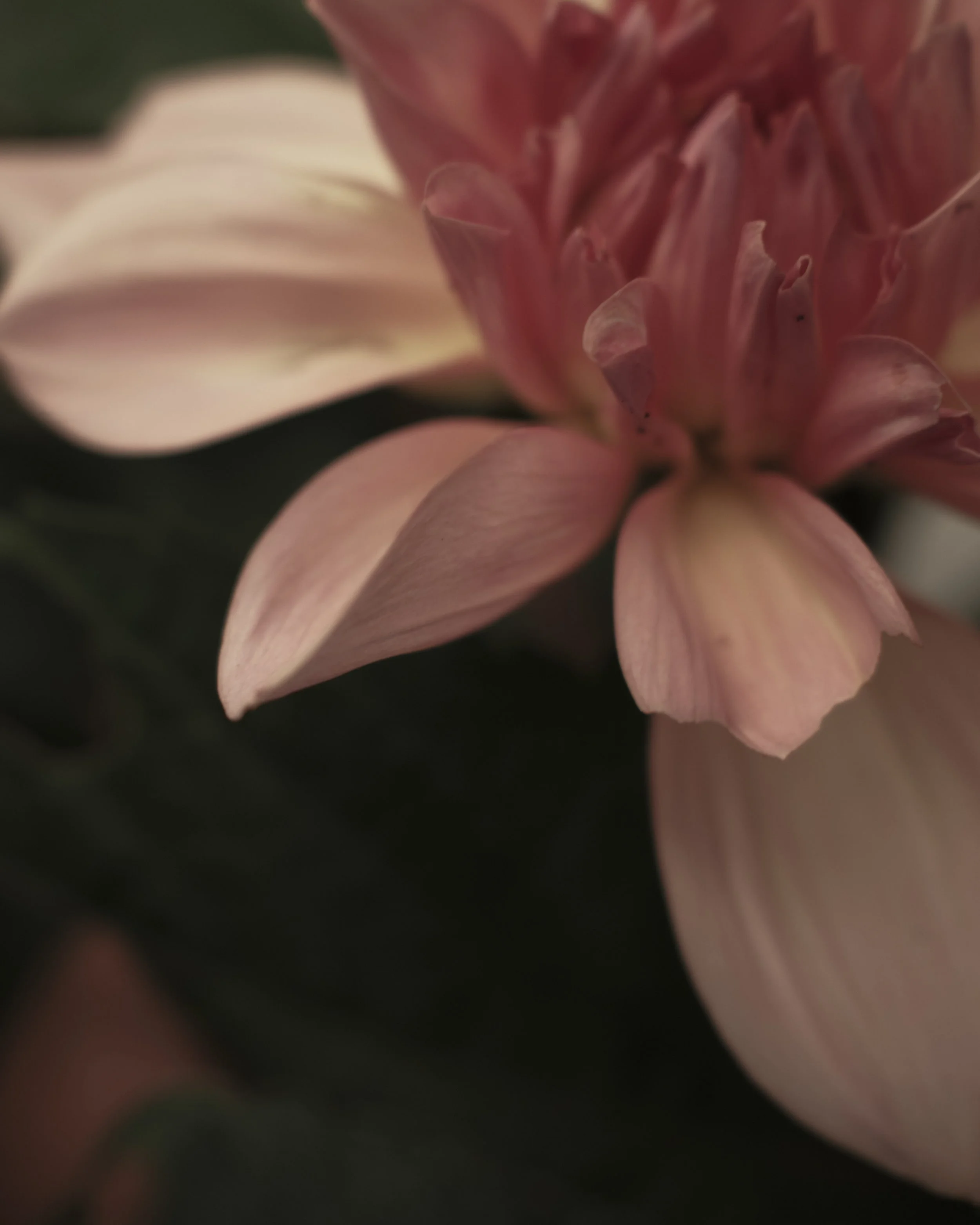 PB_MALINS_BLOMMOR 16.jpg