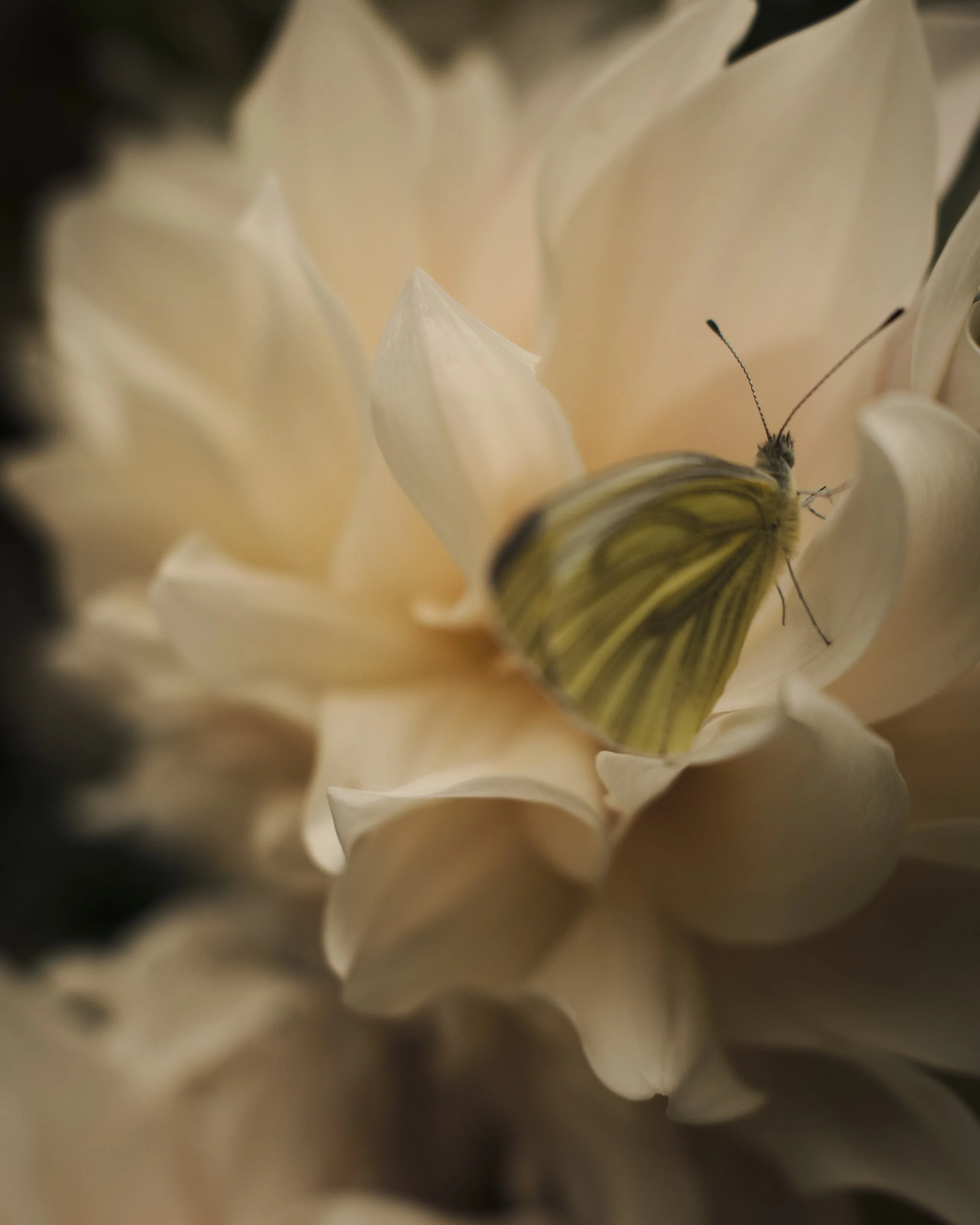 PB_MALINS_BLOMMOR 19.jpg
