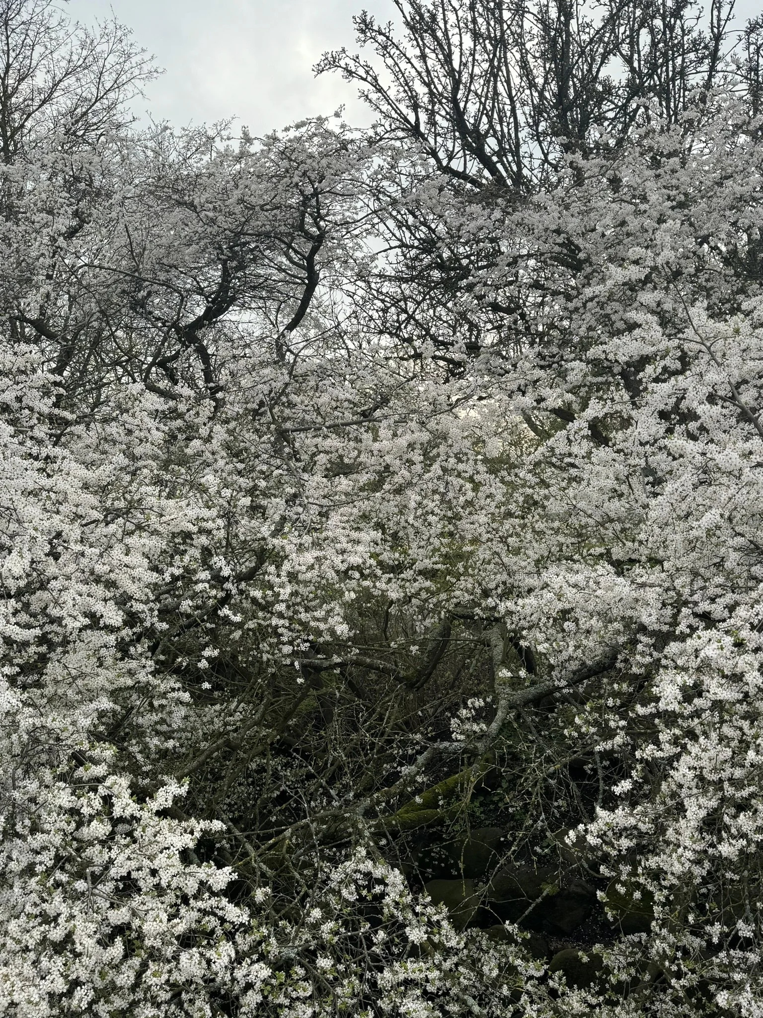 IMG_7442.JPEG