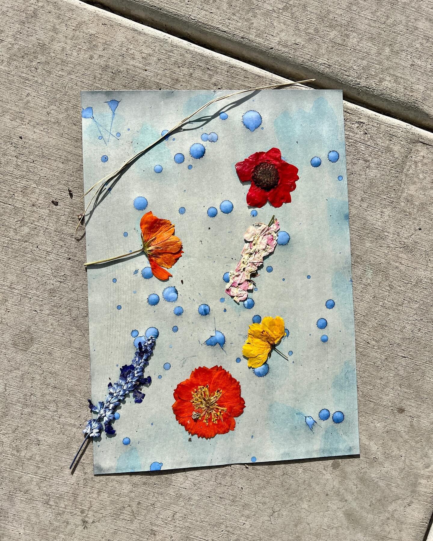 Lotsa firsts this week! Swipe to see how my cyanotype turned out after it started to sprinkle out 
🌼💙🪻💙🌺