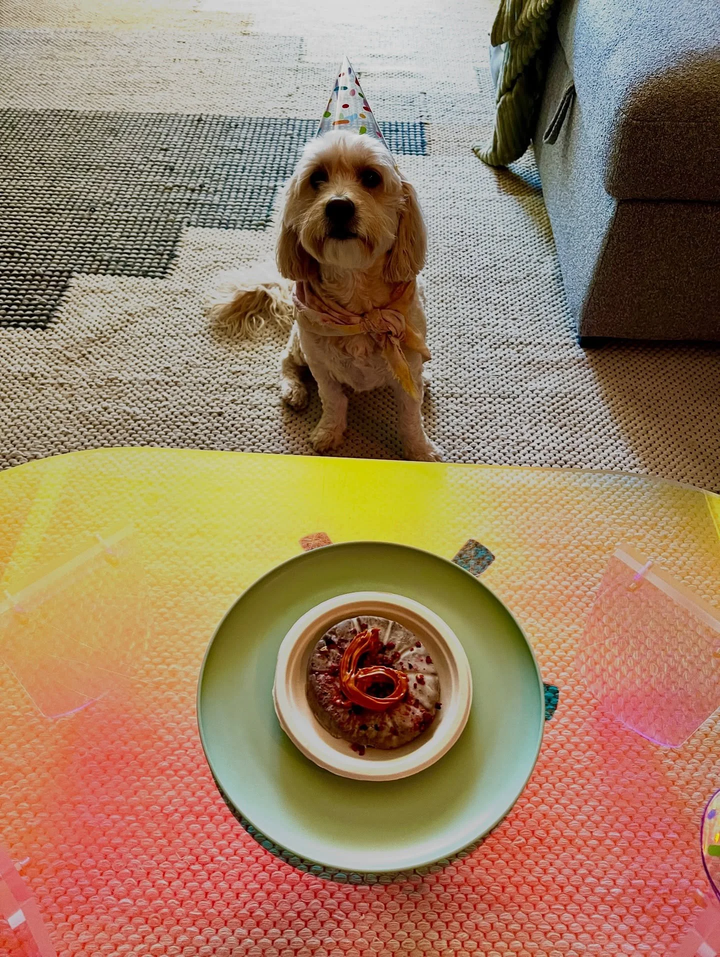 Yayyyy Happy 6th Birthday Bentley!! 🥳🥳🥳