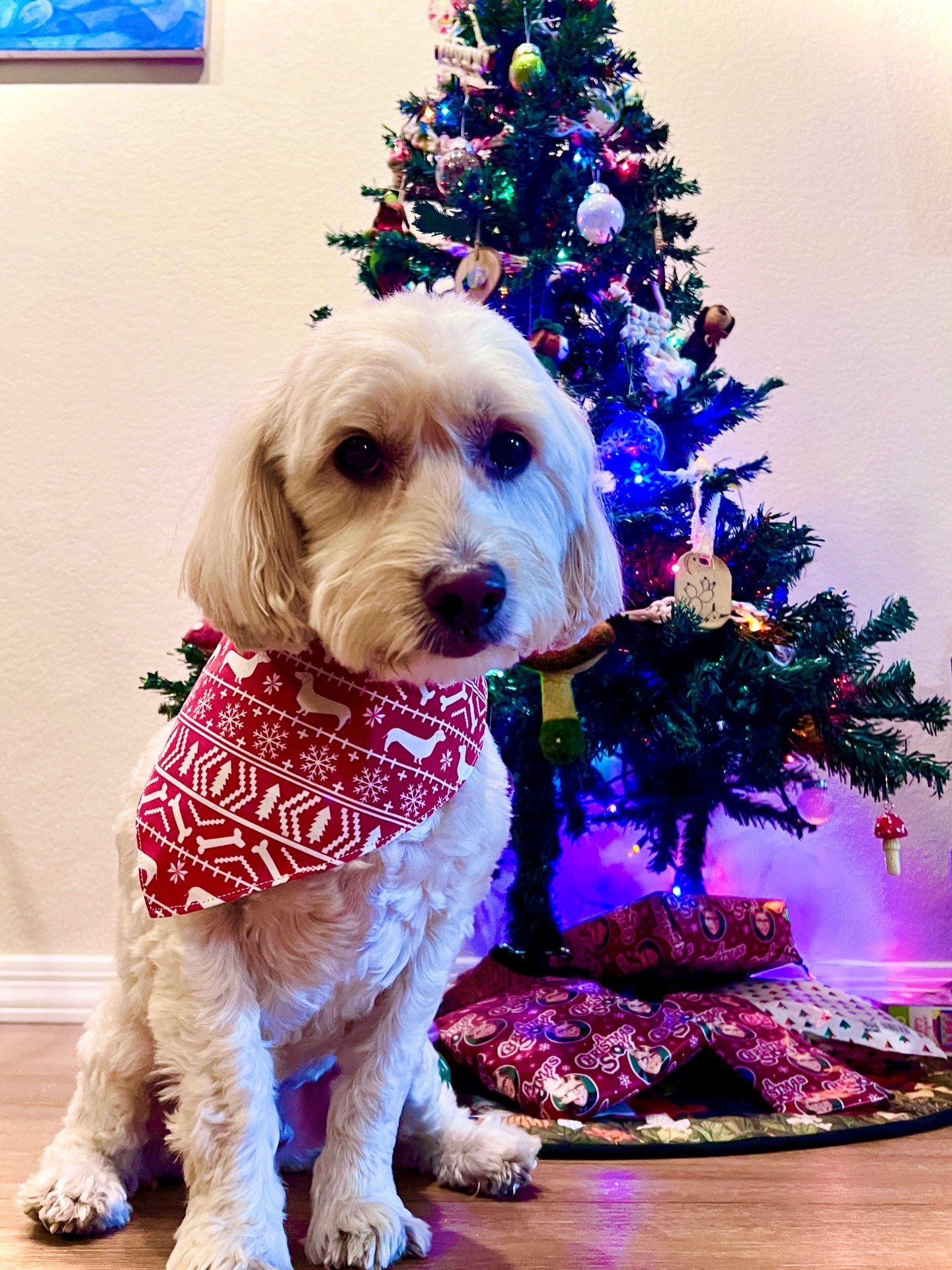 Happy holidays everyone ❤️❤️❤️