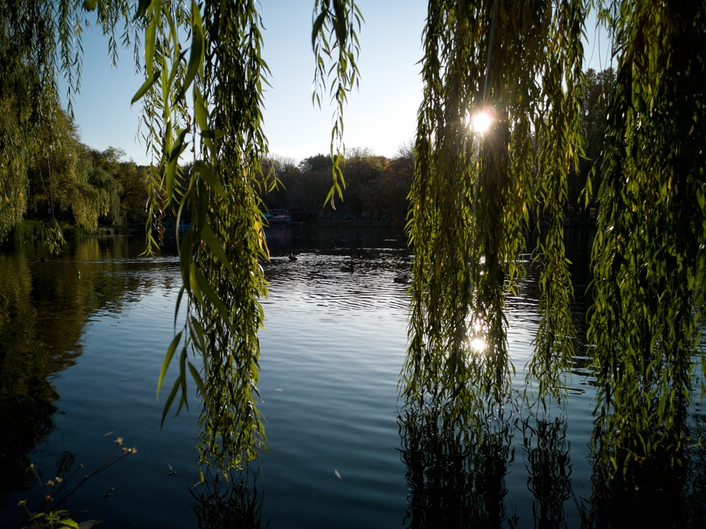 willow scenery.png