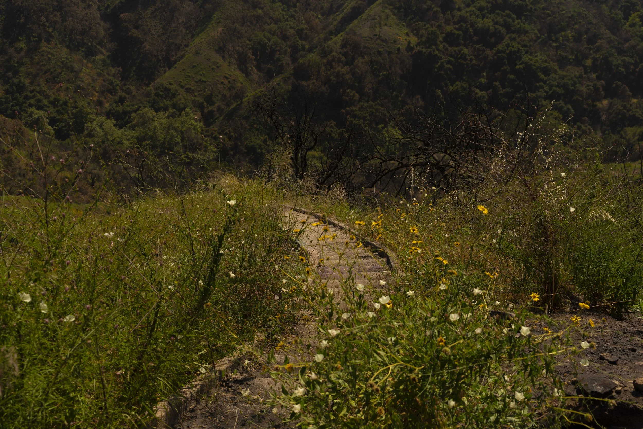 _DSC6762.jpg