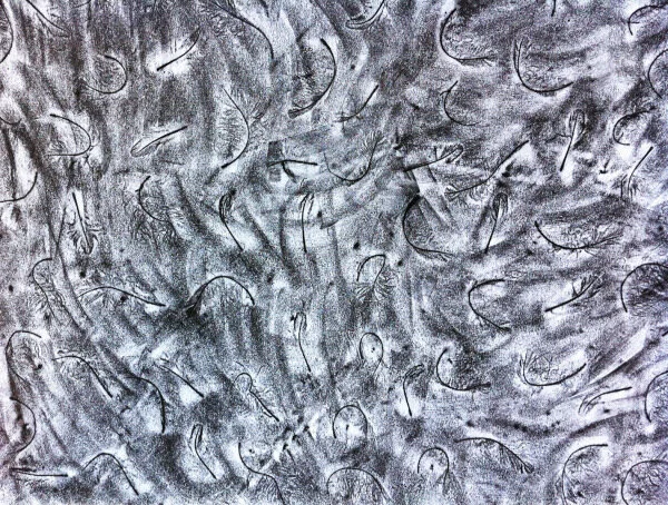 final-charcoal-down-feathers_edited-1.jpg