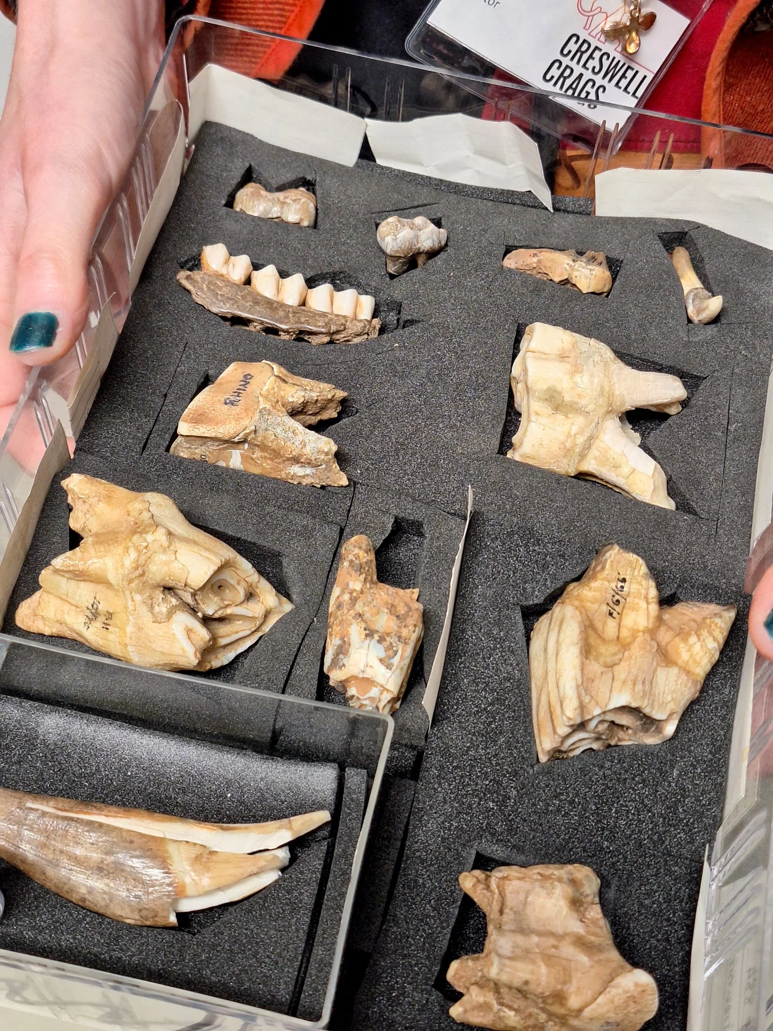 Tray of teeth at C Crags.jpg