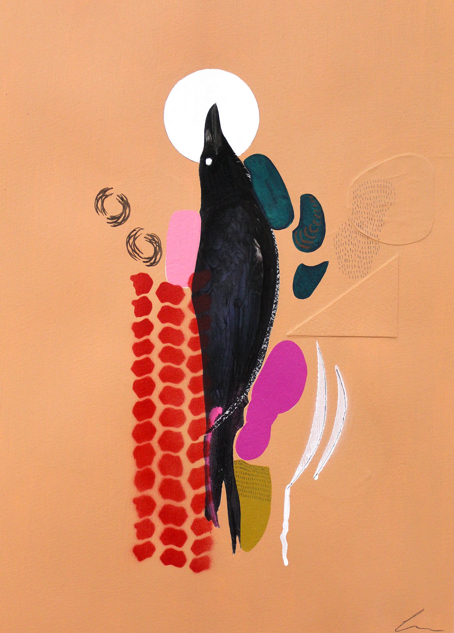 Carrion Crow.jpg