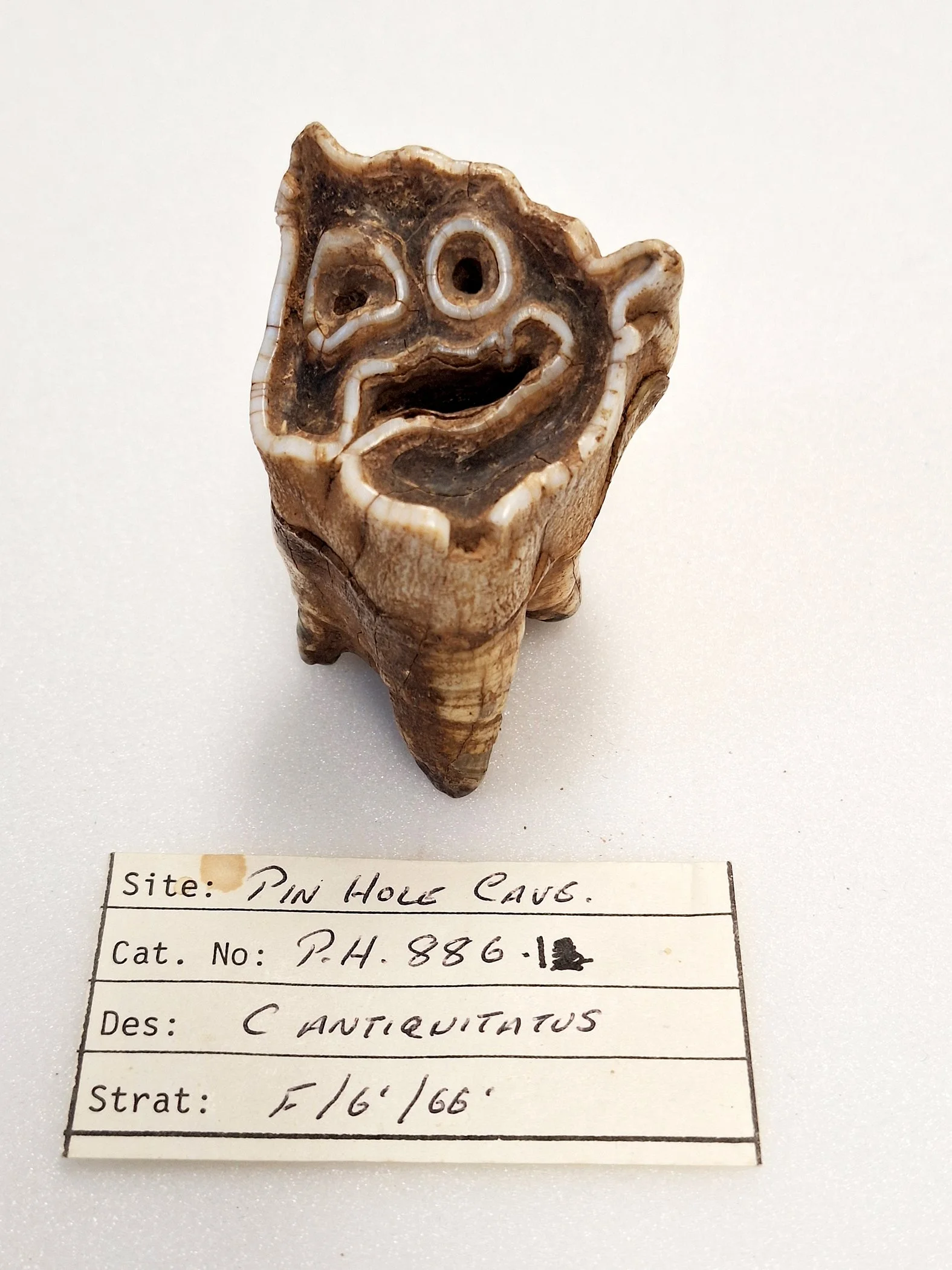 Woolly Rhino tooth.jpg
