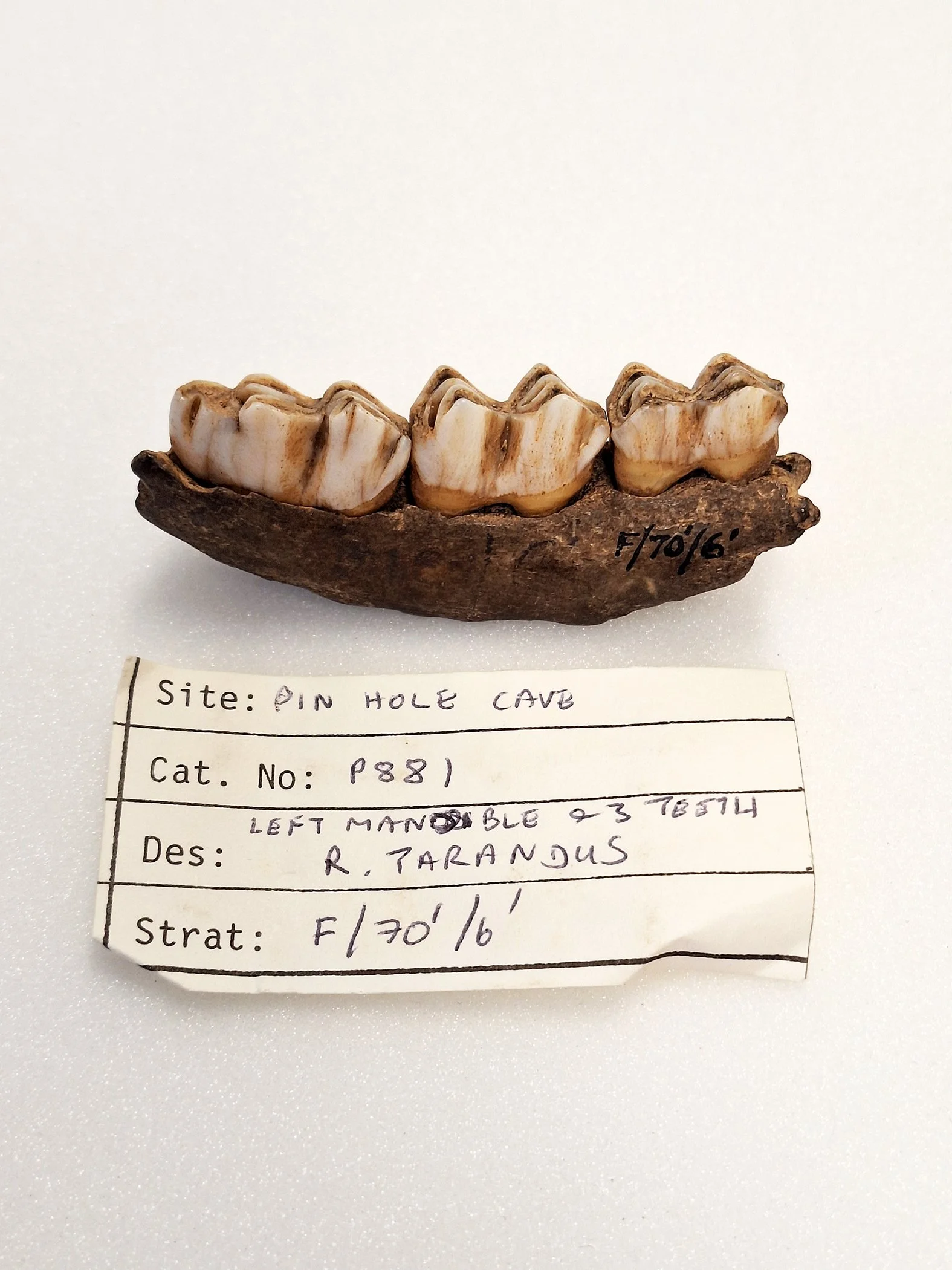 Reindeer Teeth.jpg