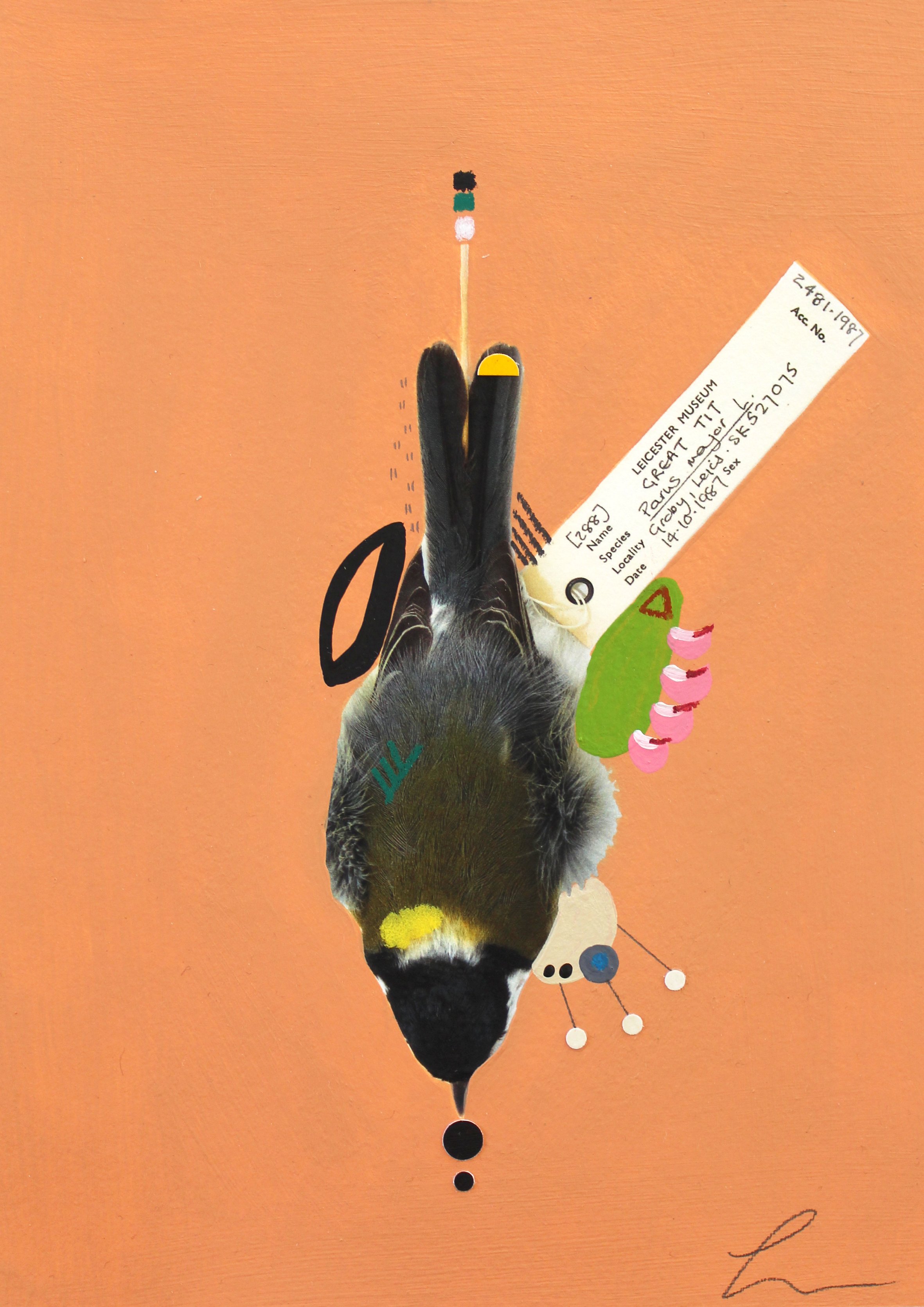 Great tit.jpg