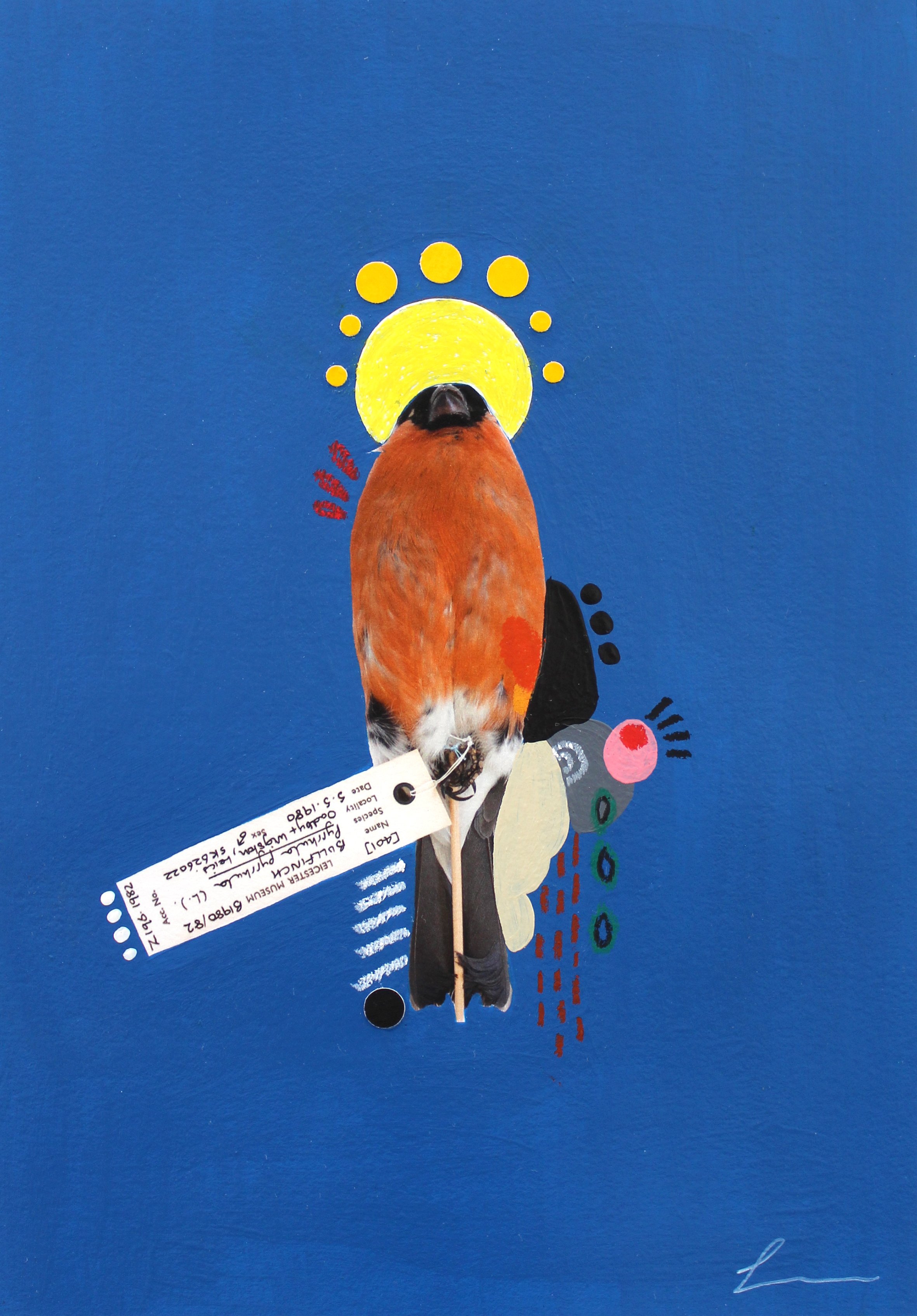 Bullfinch blue background.jpg