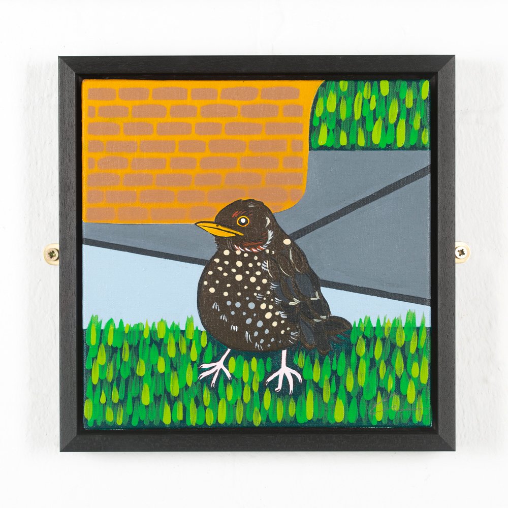 Fledgling Blackbird.jpg