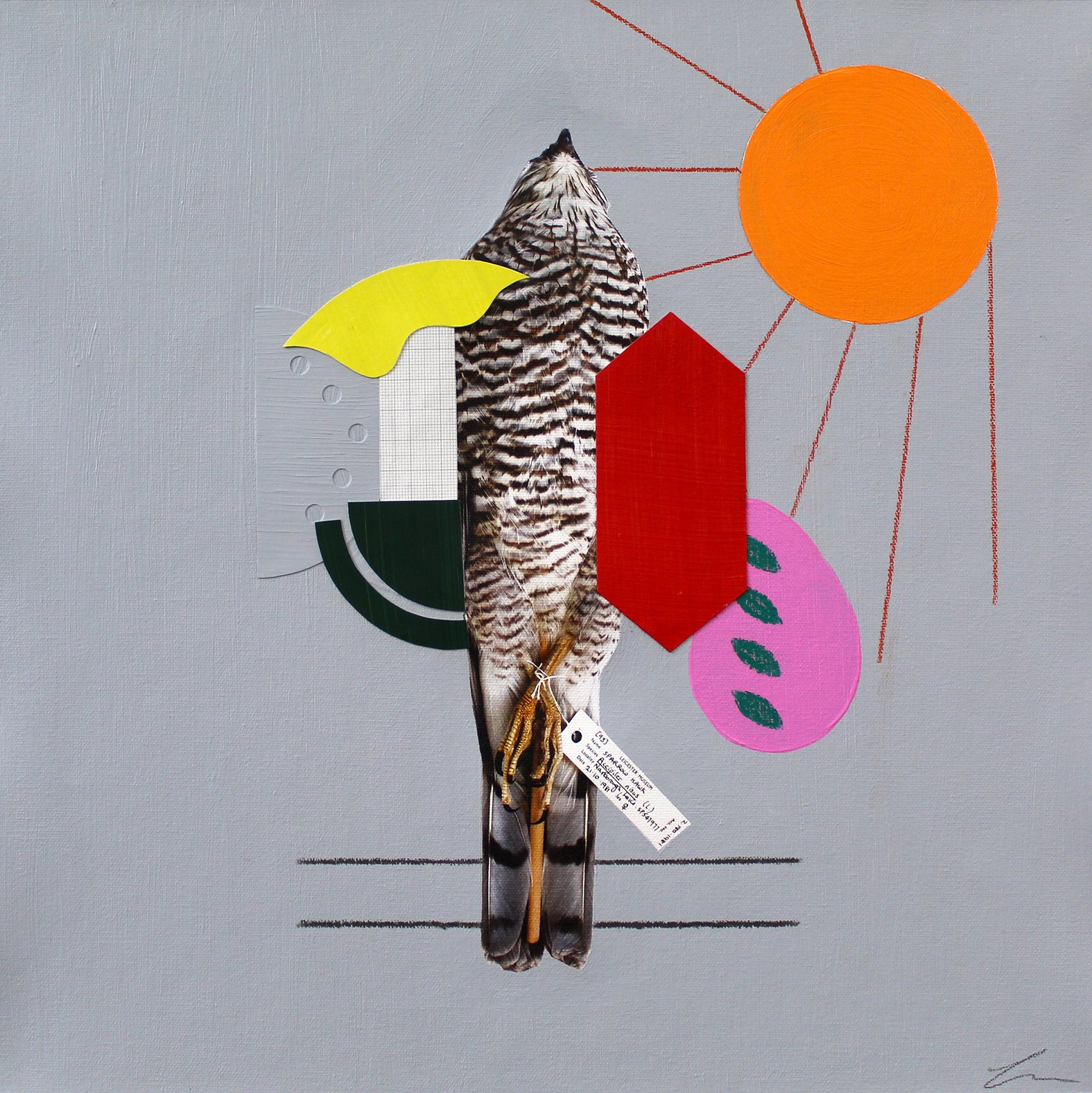 LucyStevens_Sparrowhawk Flap, Flap, Glide.jpg