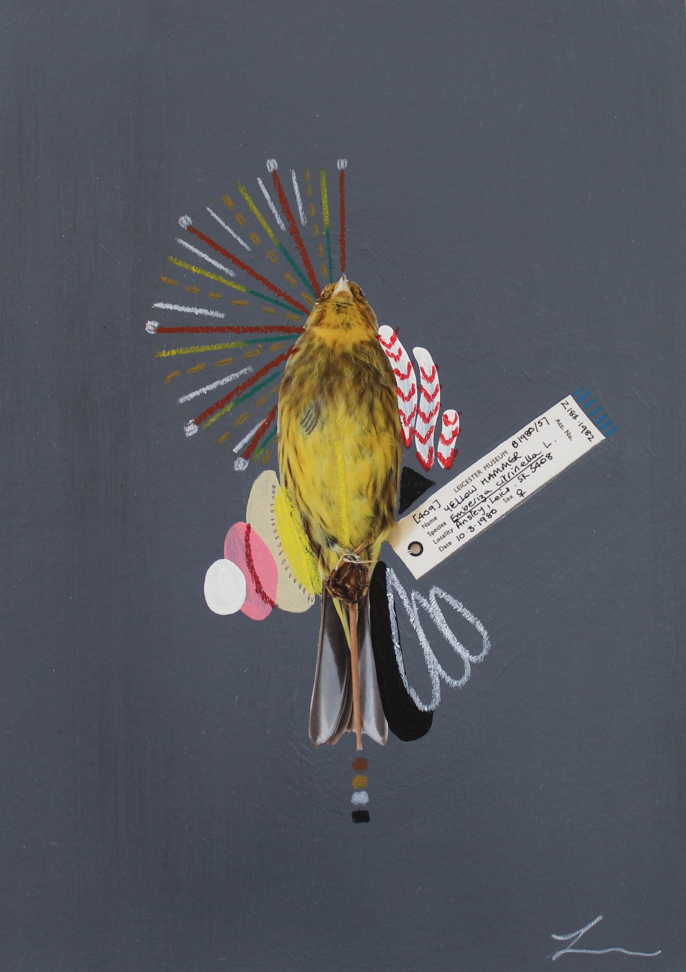 Yellowhammer.jpg