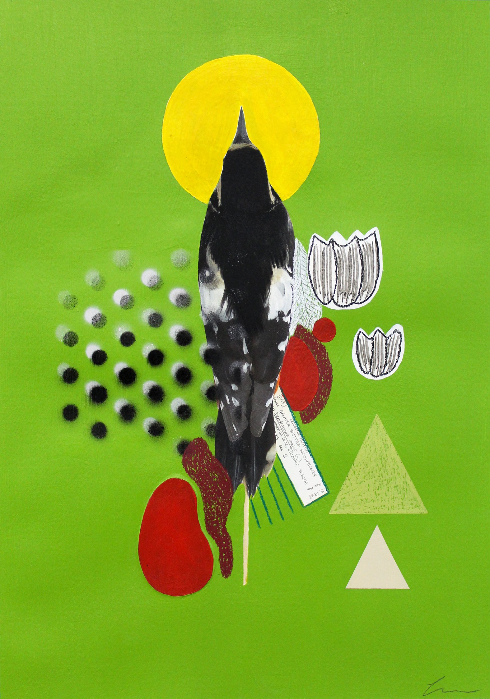 Great spotted woodepecker.jpg