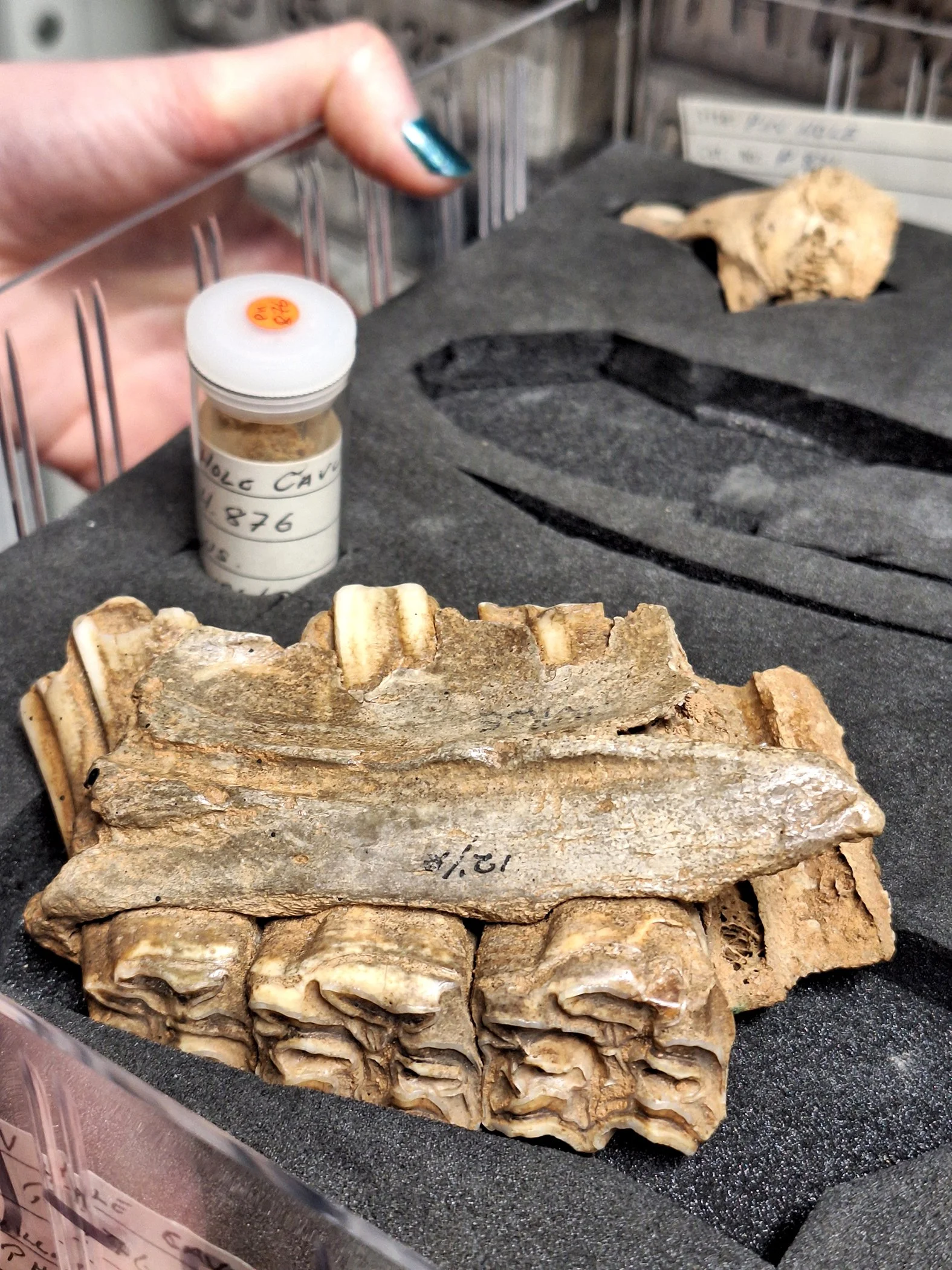 Horse teeth at C Crags.jpg