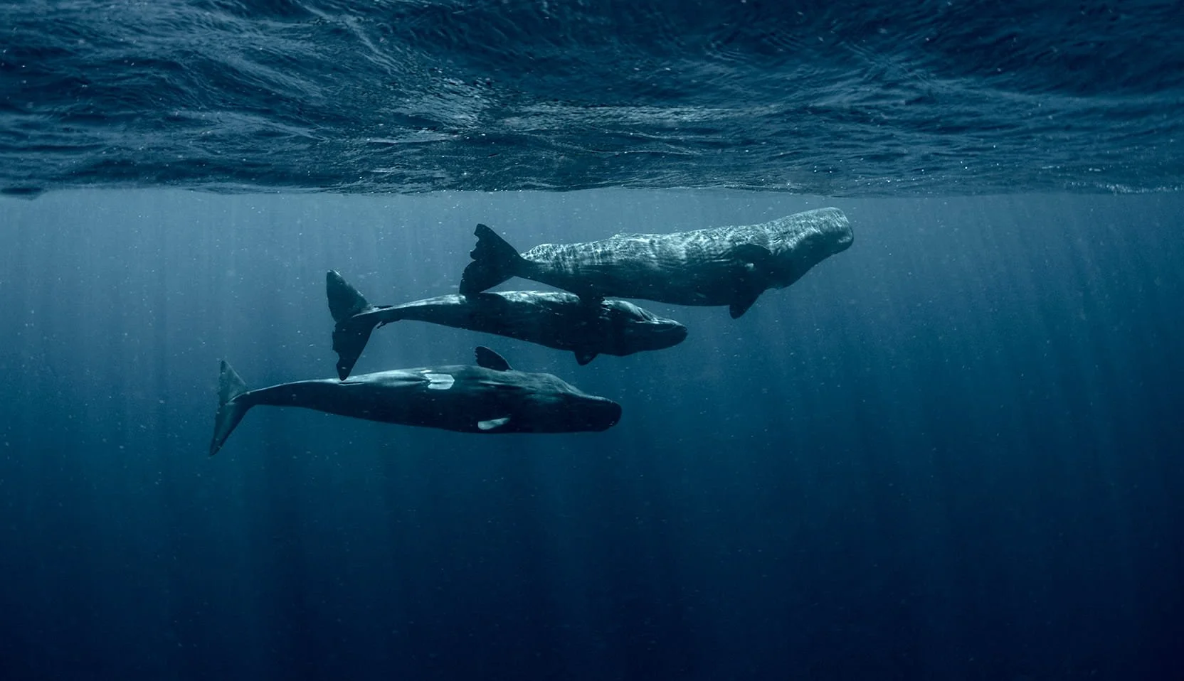 Three sperm whales gliding beneath the ocean's surface