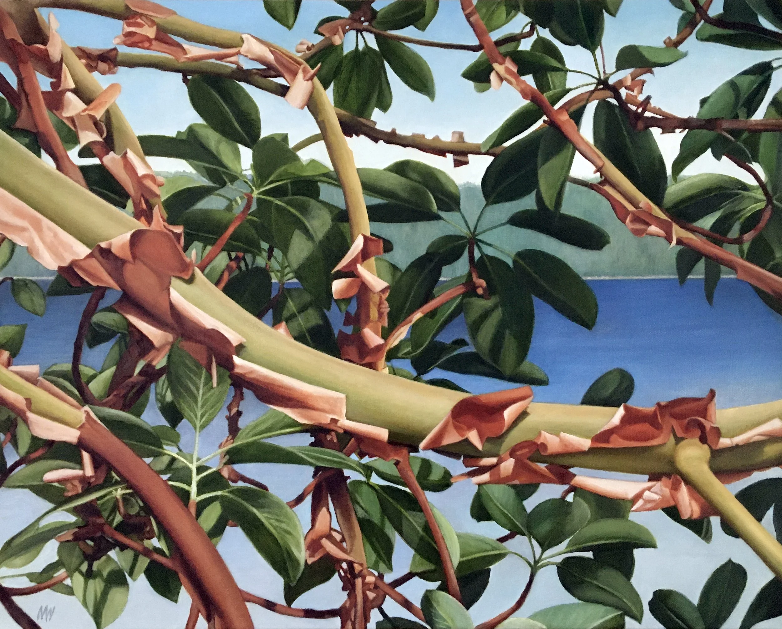 Arbutus Veil  24 x 30"  oil on canvas  SOLD